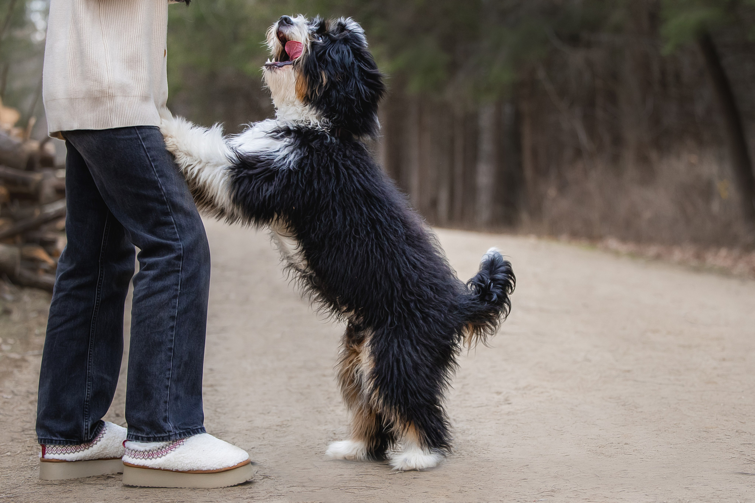 Rolex & Kate. Pet Photographer Viktoriya Aleshenko
