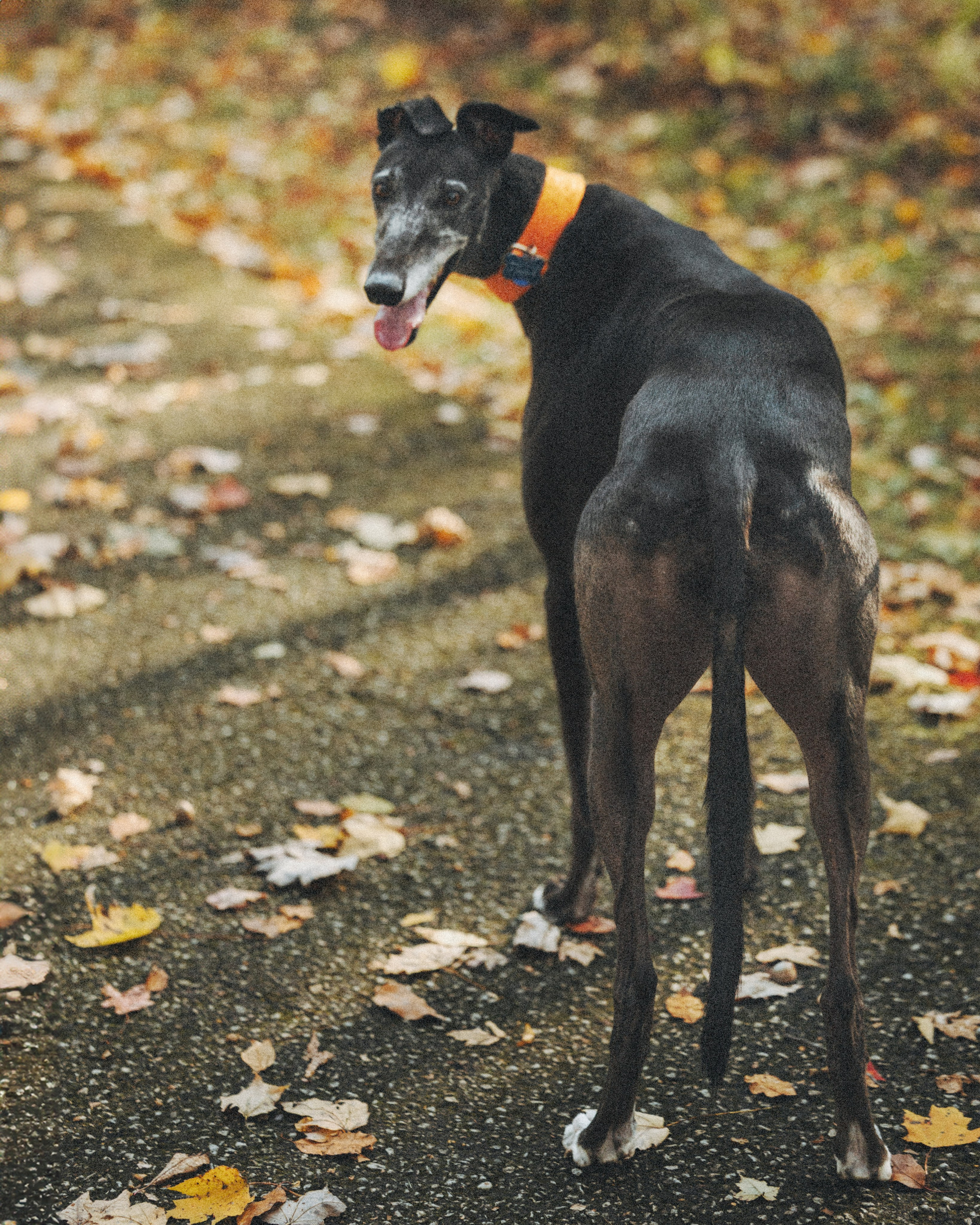Tilly, Kati & Landon. Pet Photographer Viktoriya Aleshenko