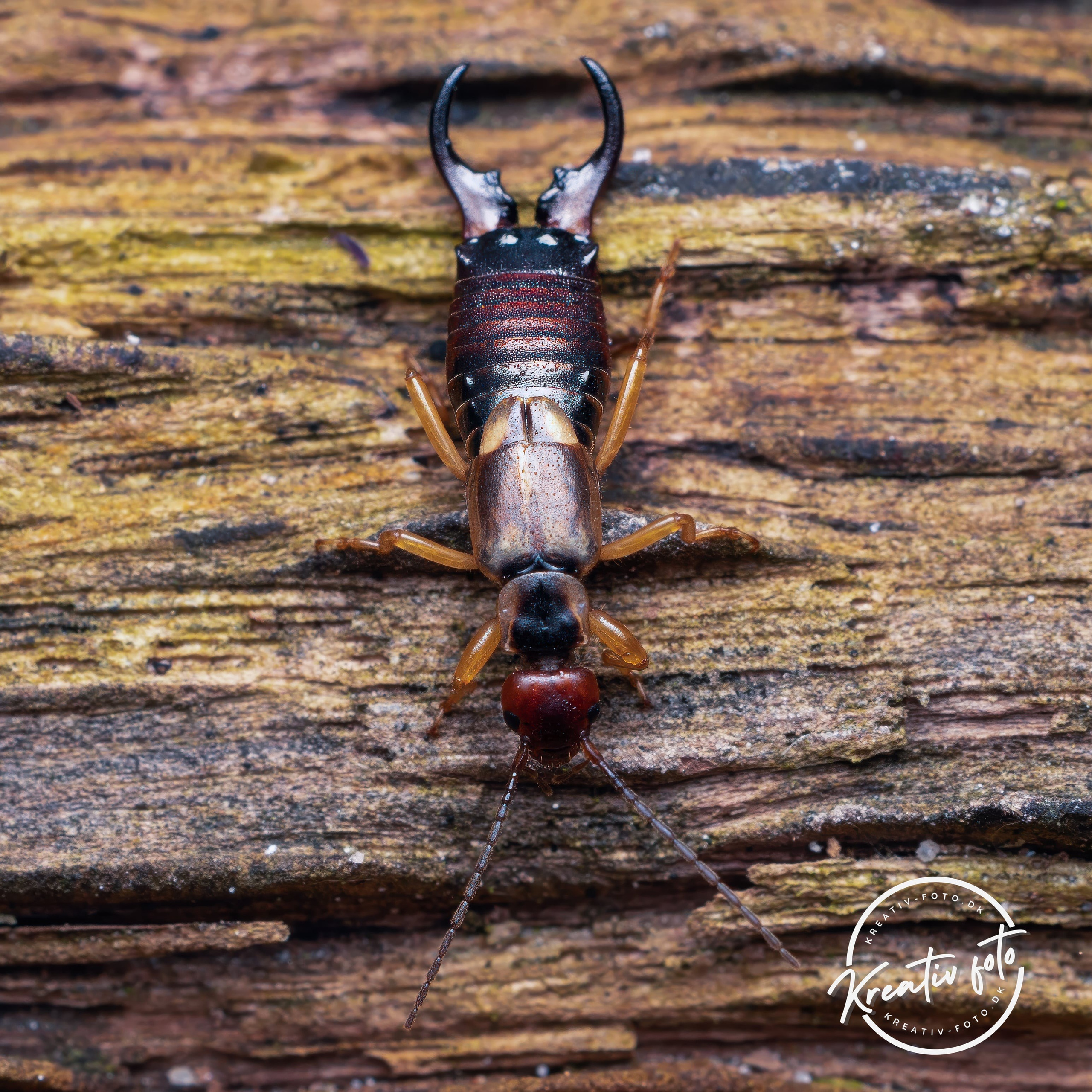 Forår. Fotograf Aarhus | Portrætfoto Århus | Flotte billeder