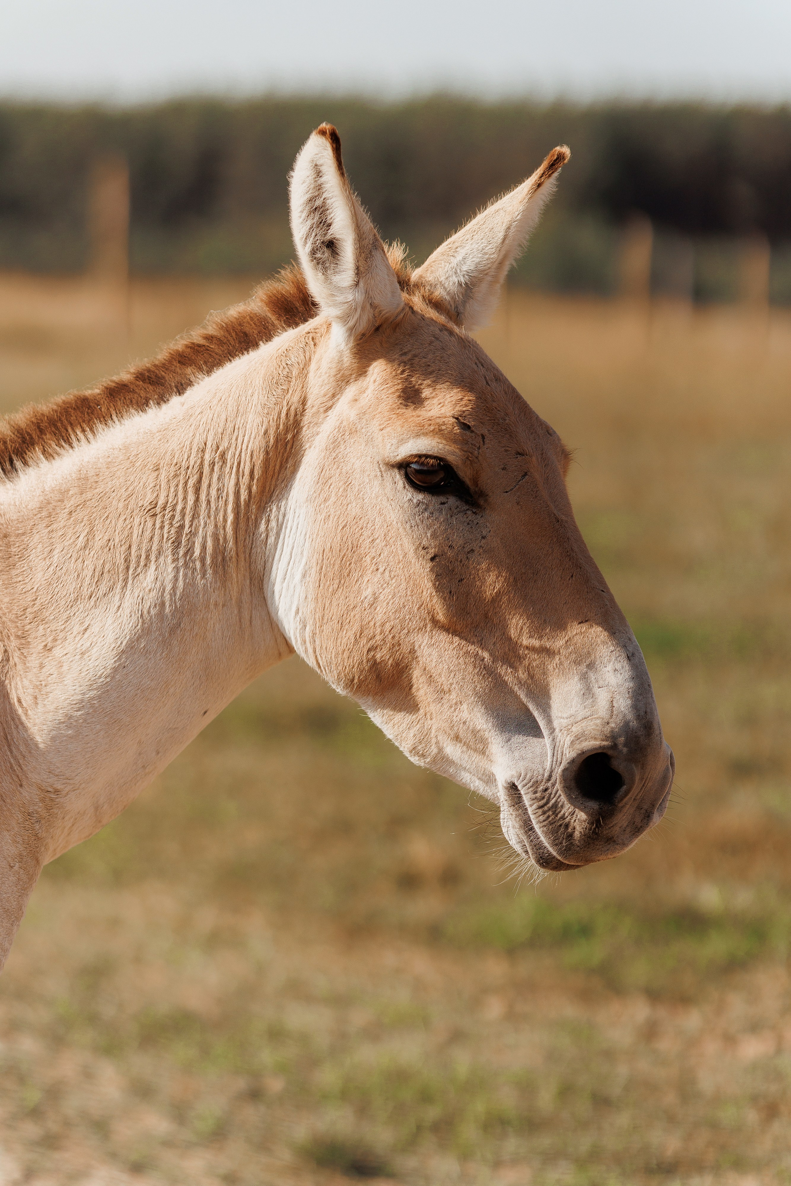 Екопарк Аміла. Ірина Терещук