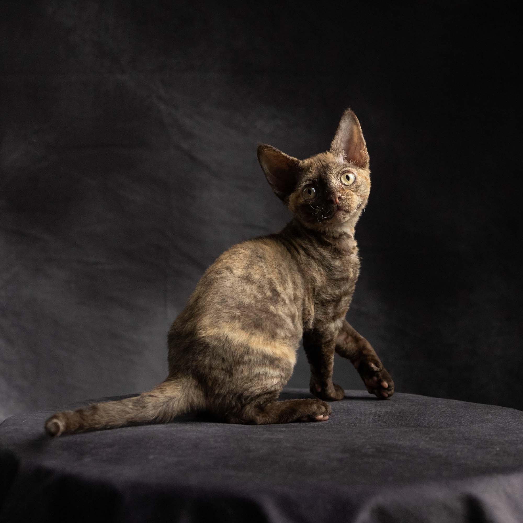 Dory, girl, born on 06.06.24 SOLD. Devon Rex Pixie Cattery