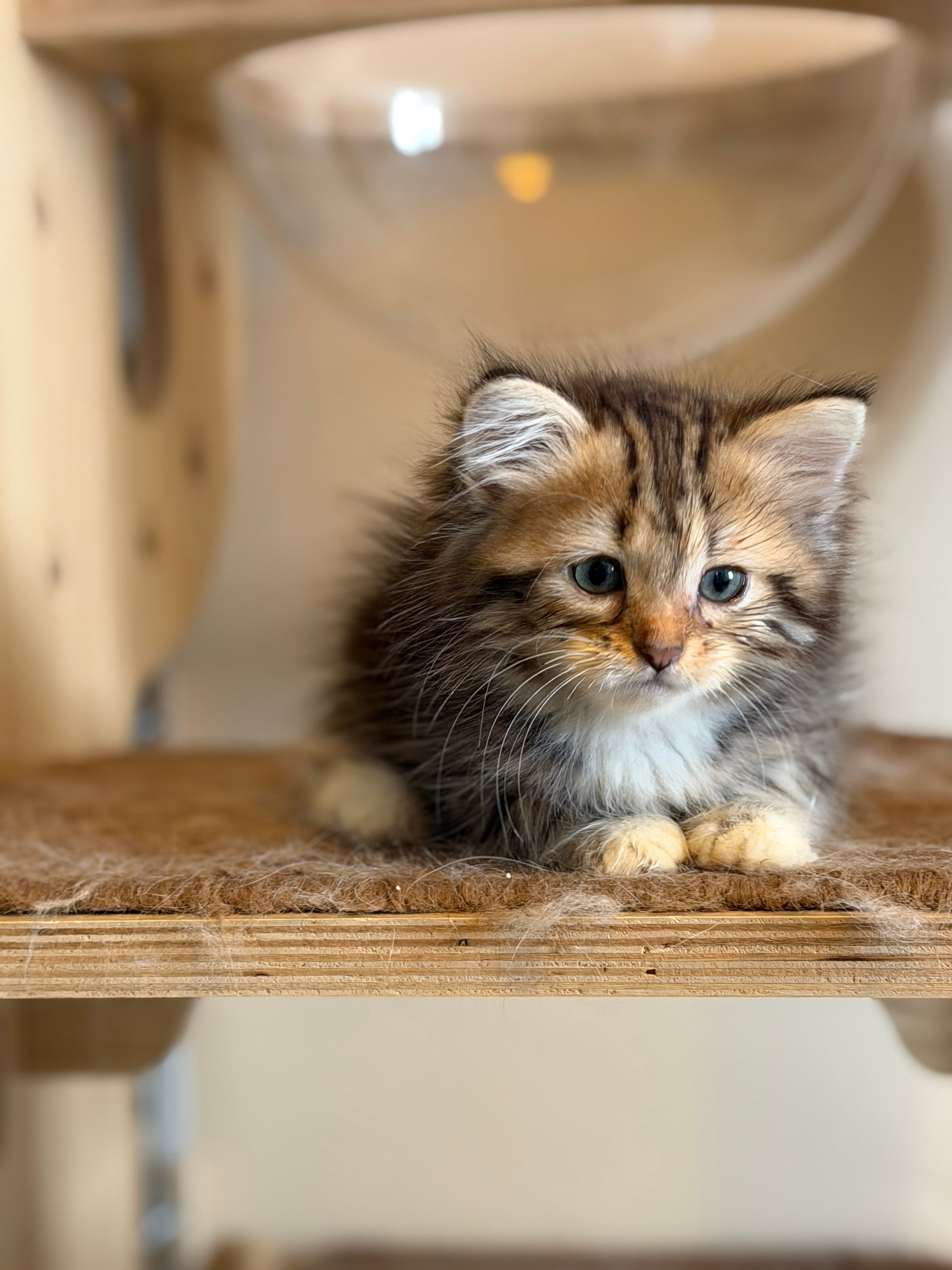 Danielle - Brown Tabby & White Female