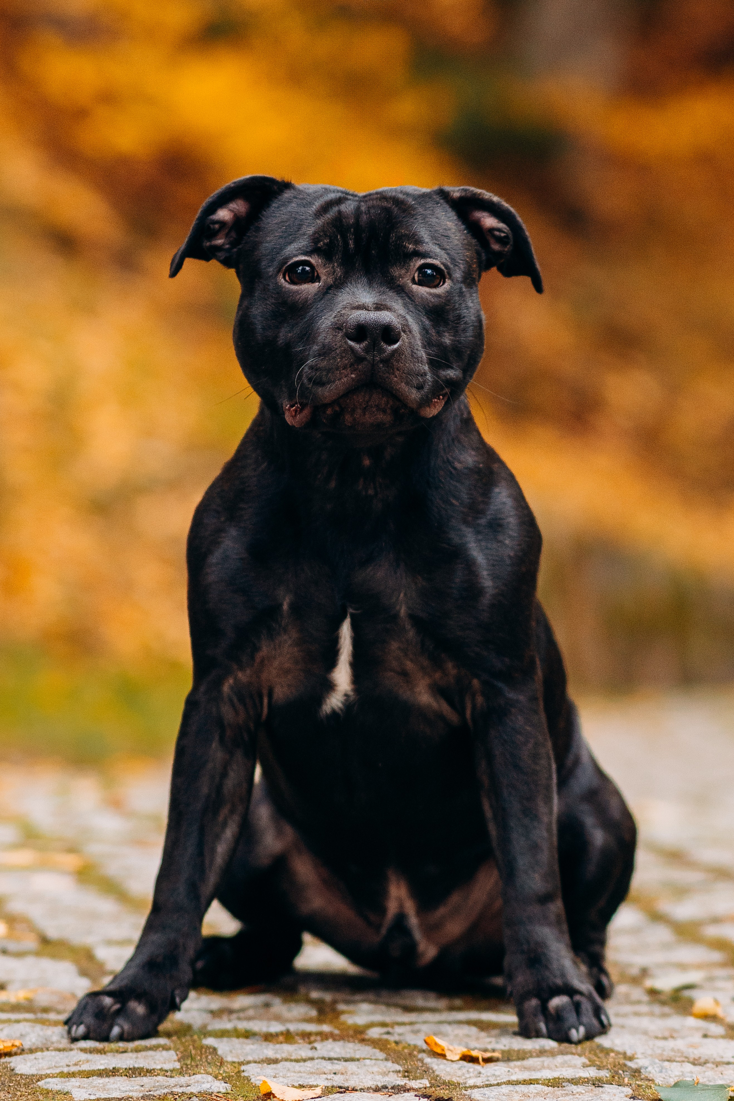 Staffordshire Bull Terriers Meetup. Kat Laisaar — Pet photographer in Tallinn