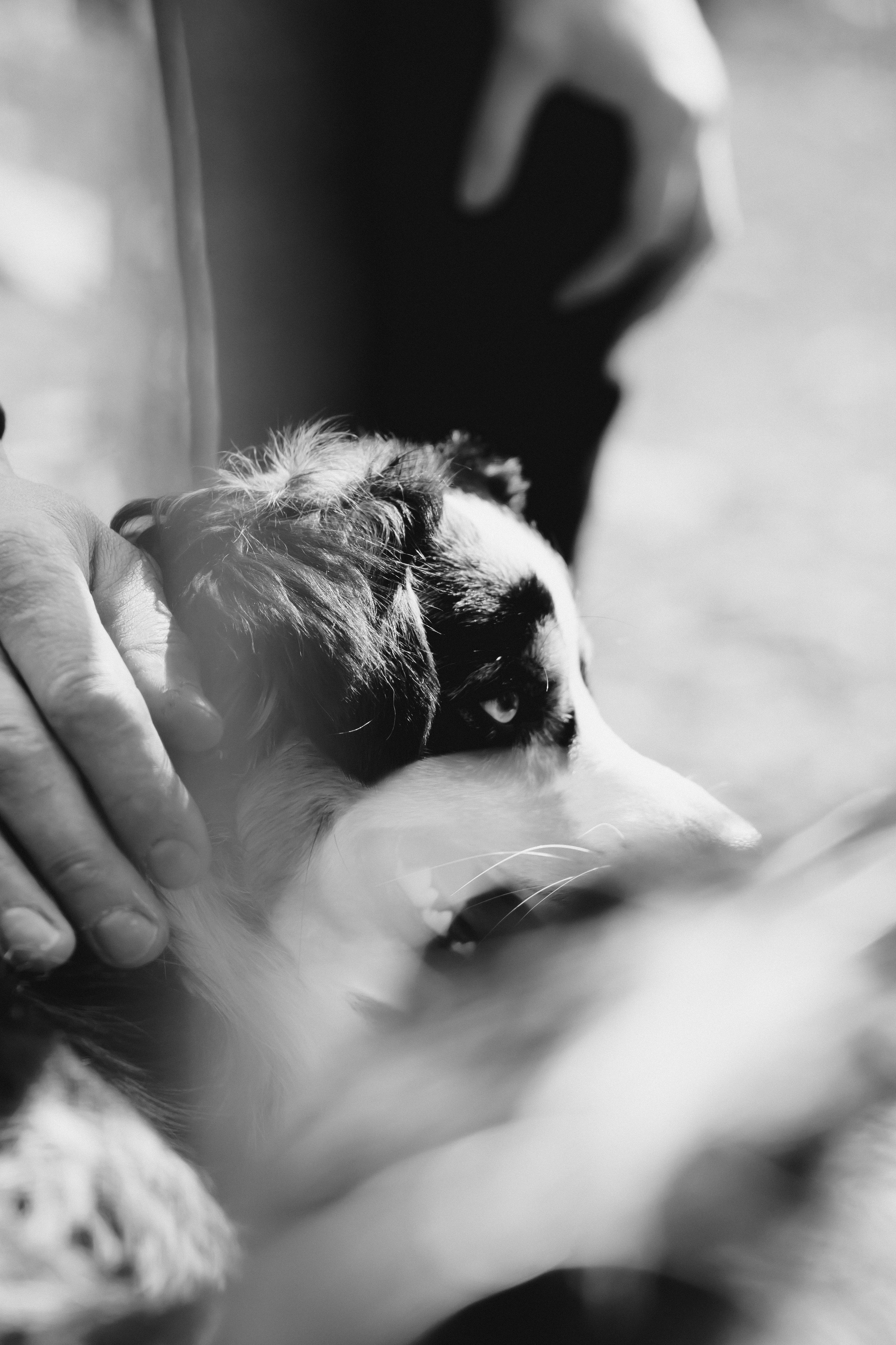 Herding Days, 26 apr. 2025. Kat Laisaar — Pet photographer in Tallinn