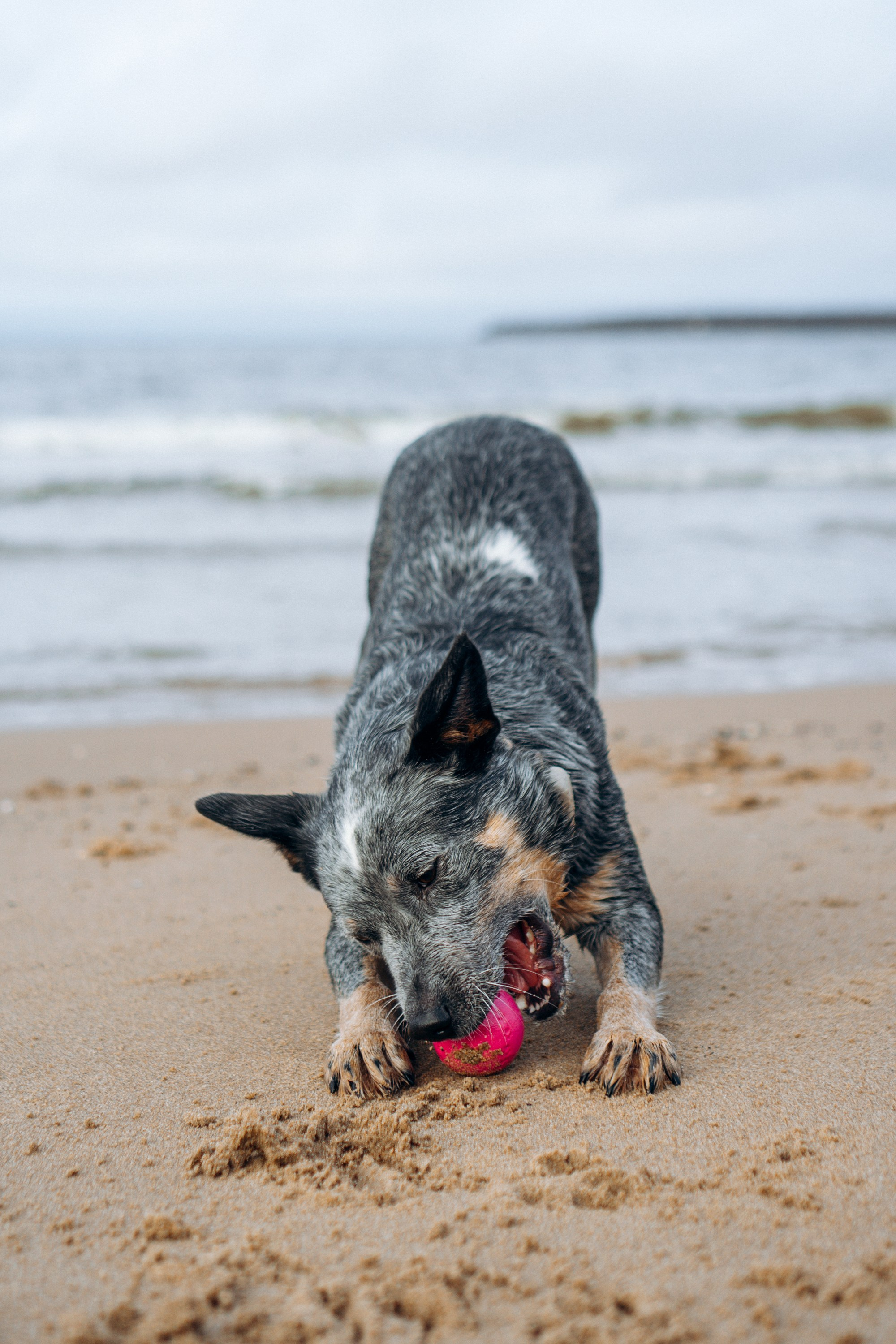 Polina and her Dakota, Australian Cattle Dog. Kat Laisaar — Pet photographer in Tallinn