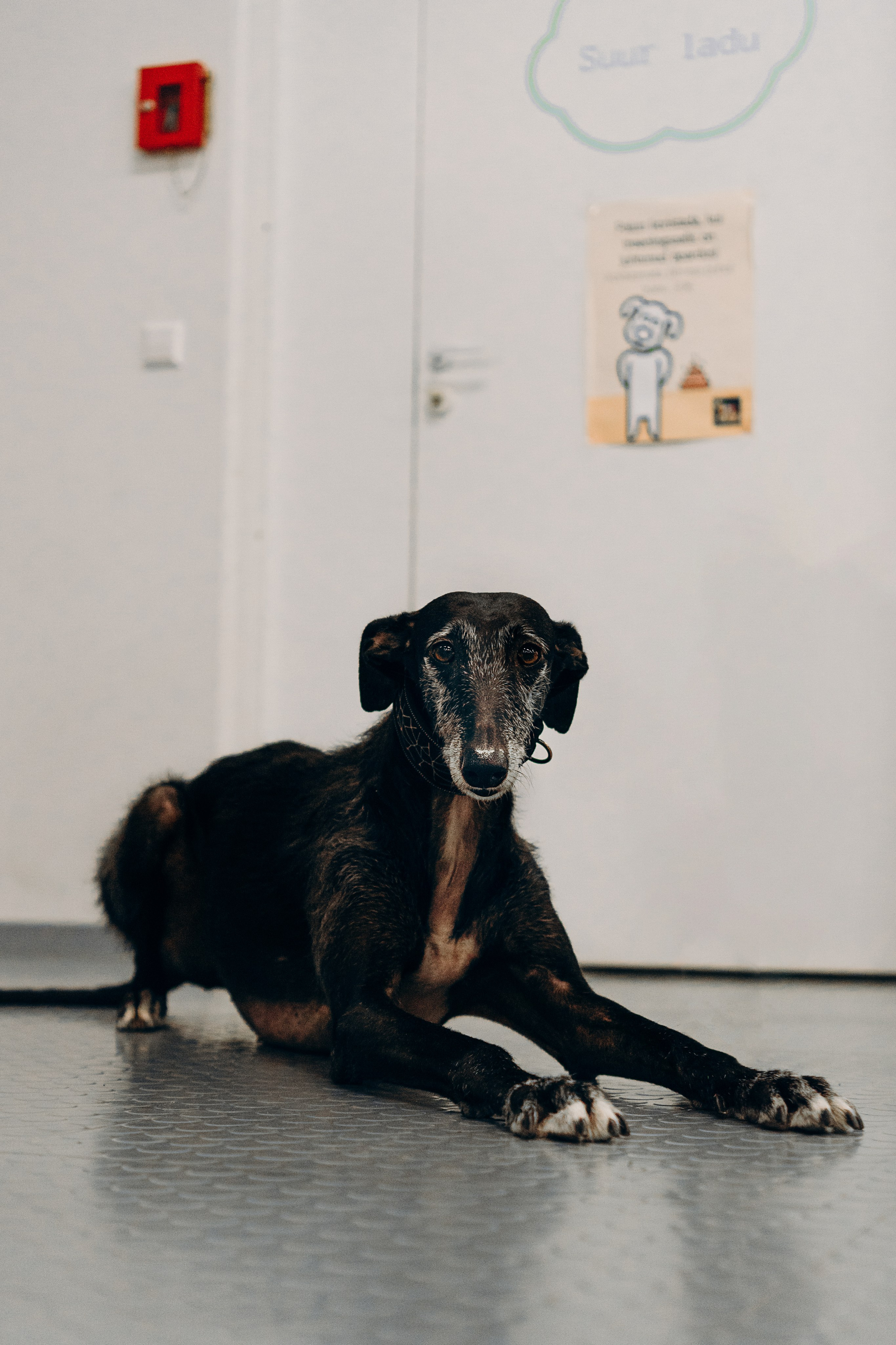 Galgotreff, 9 feb. 2025. Kat Laisaar — Pet photographer in Tallinn