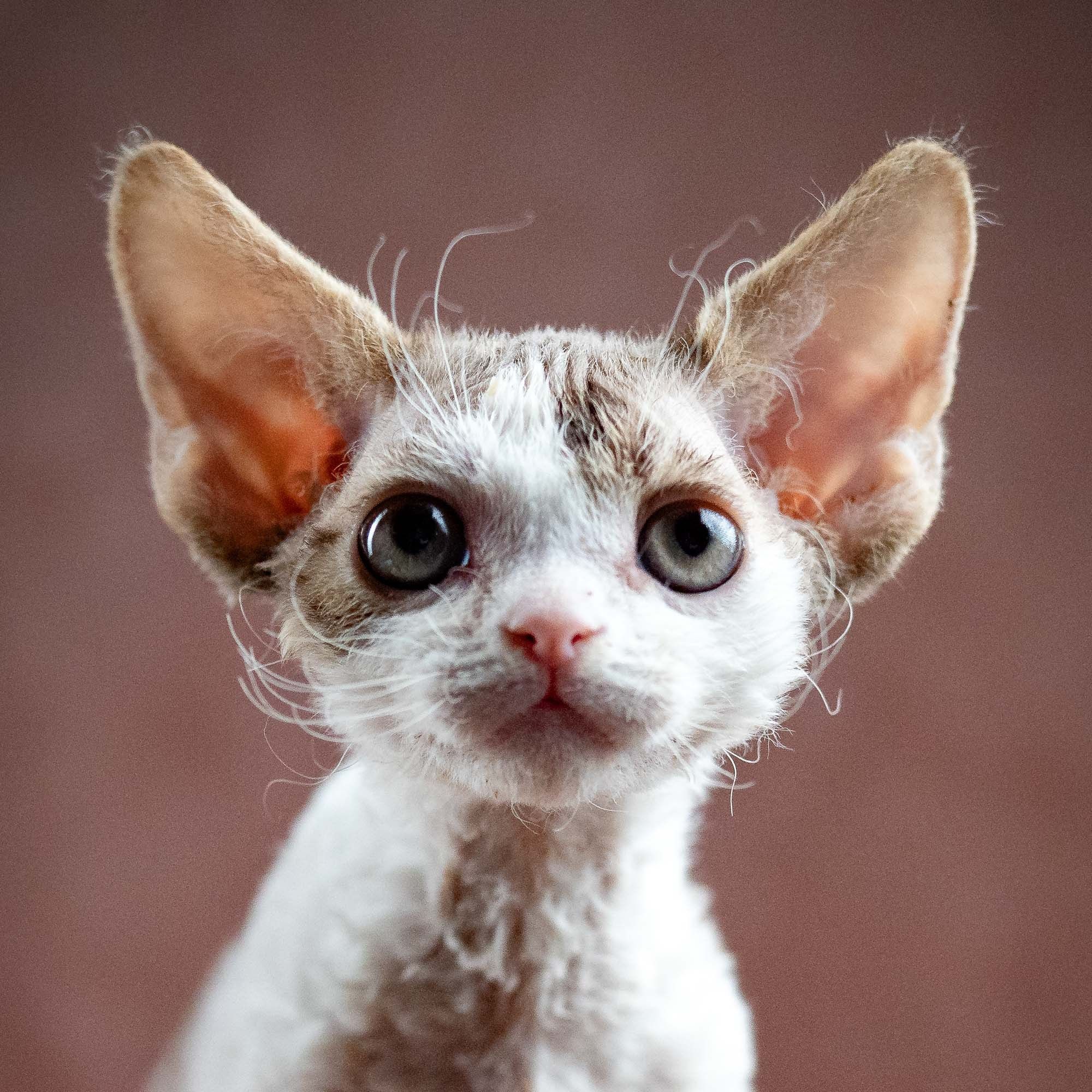 Hermes, boy, born 04.20.25. Devon Rex Pixie Cattery
