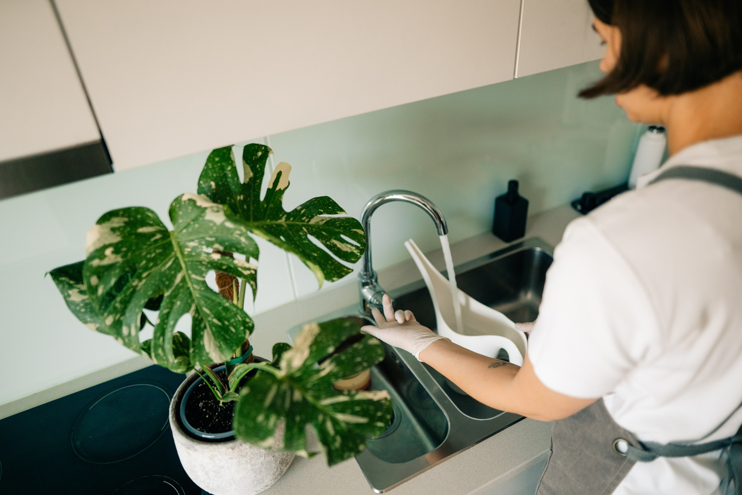 No Drama Plants. Maria Sher. Fotógrafa profissional do Porto, Portugal