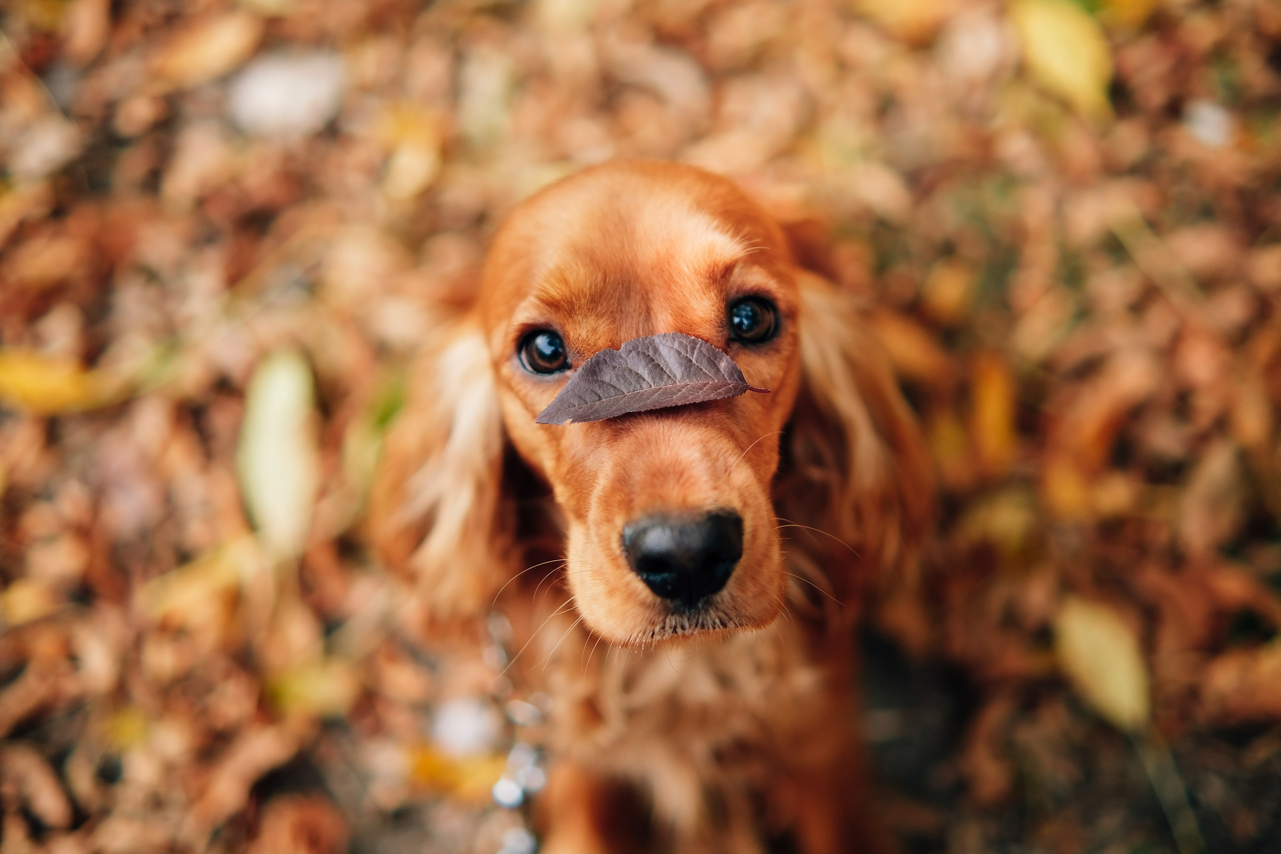 Ваш відеограф для будь яких подій