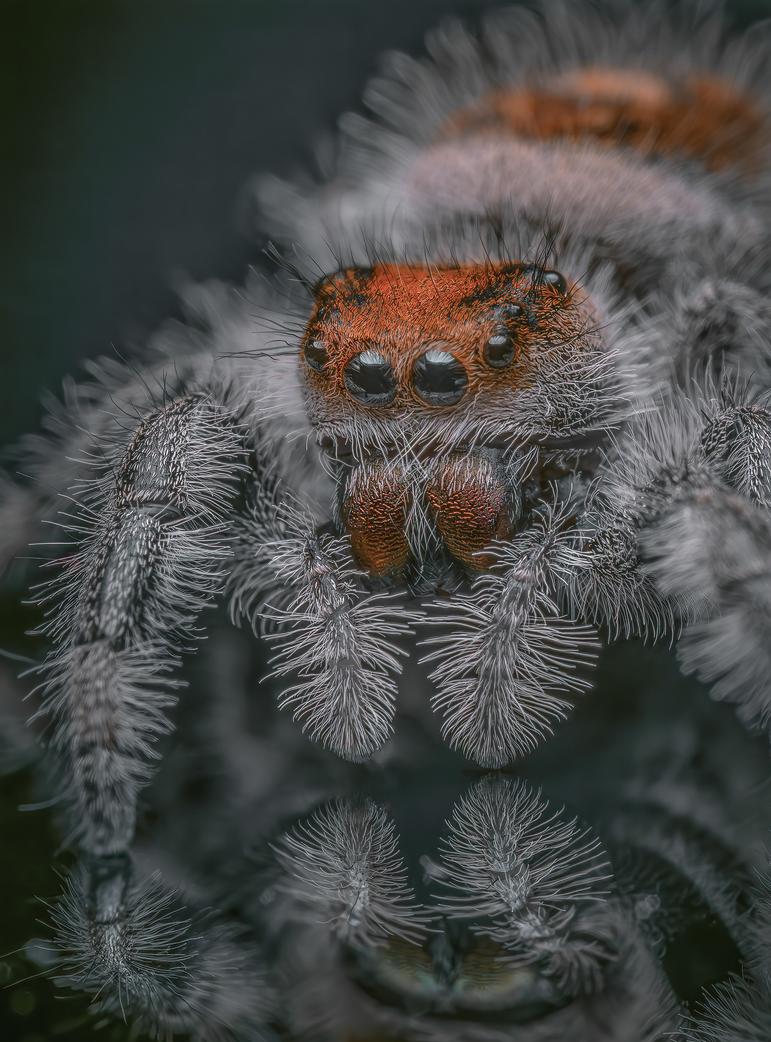 Portfolio. Creative Macro Photographer & Content Creator in Birmingham, UK — Lee Hall