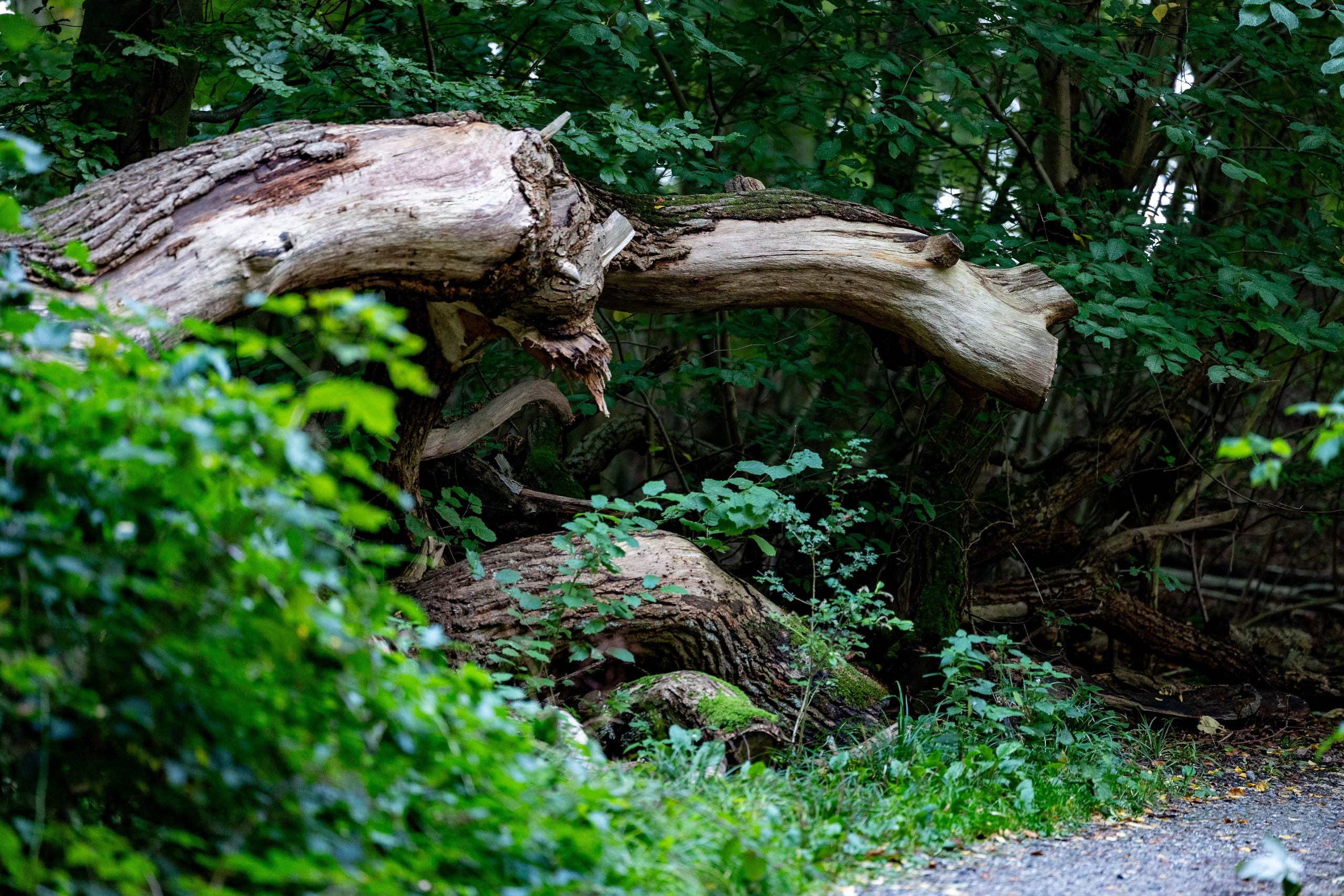 Efterår. Fotograf Aarhus | Portrætfoto Århus | Flotte billeder
