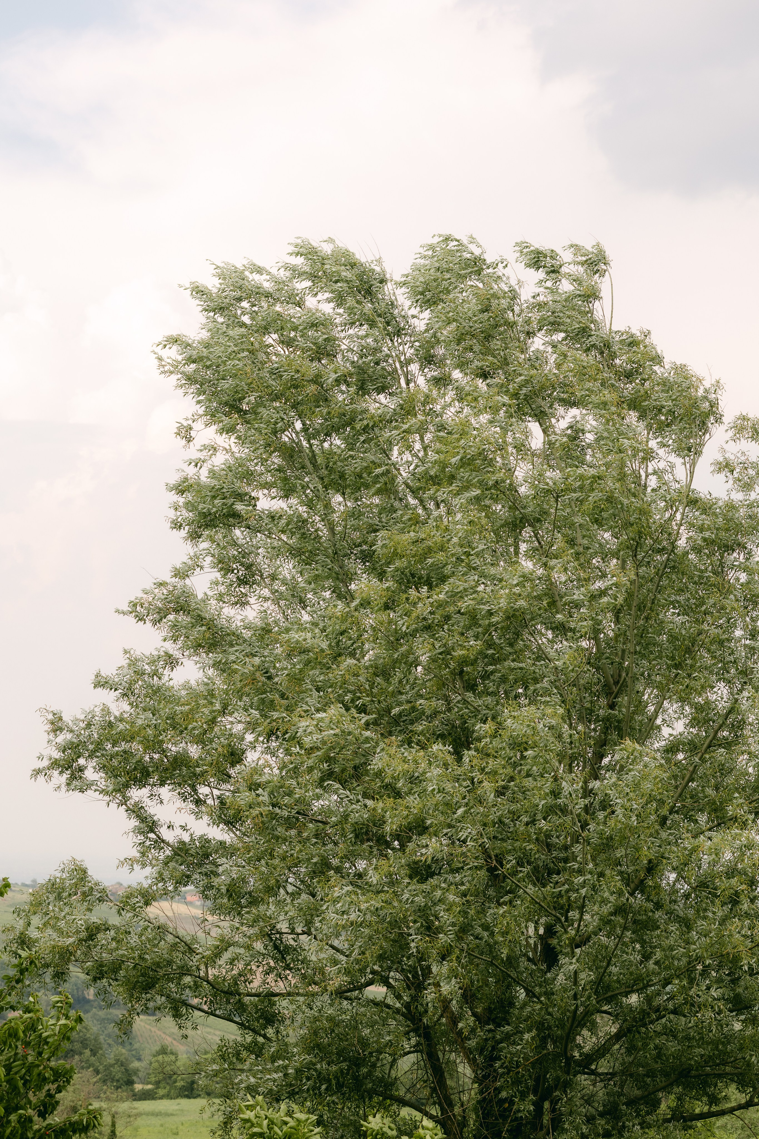 Wedding in Italy — Catello di Tassara