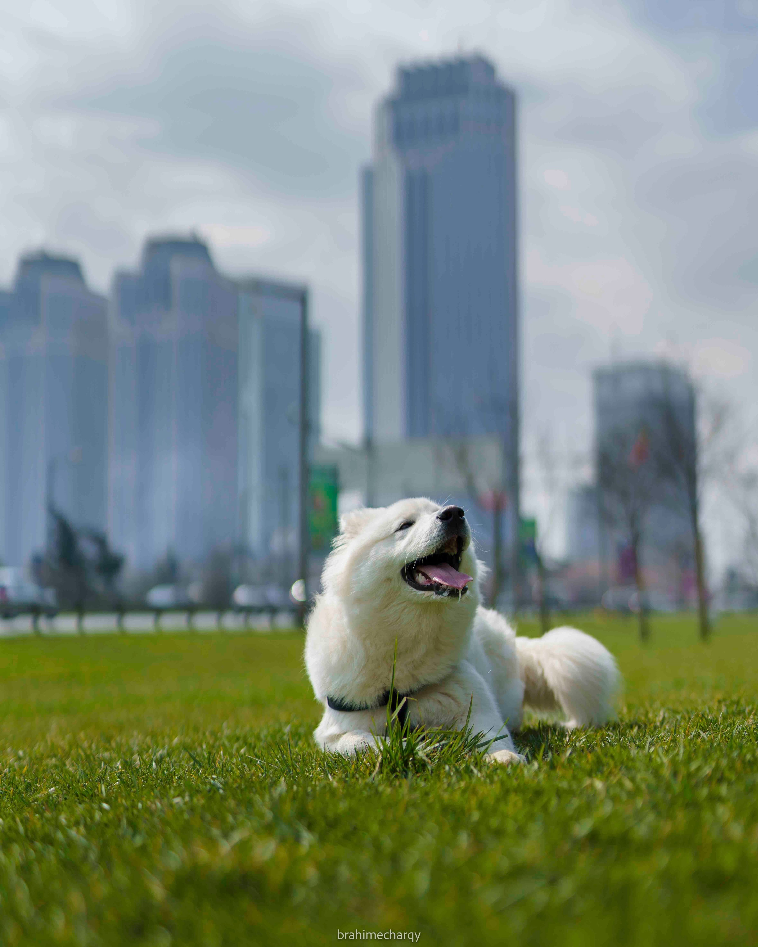 Фото. Брахим — фотограф