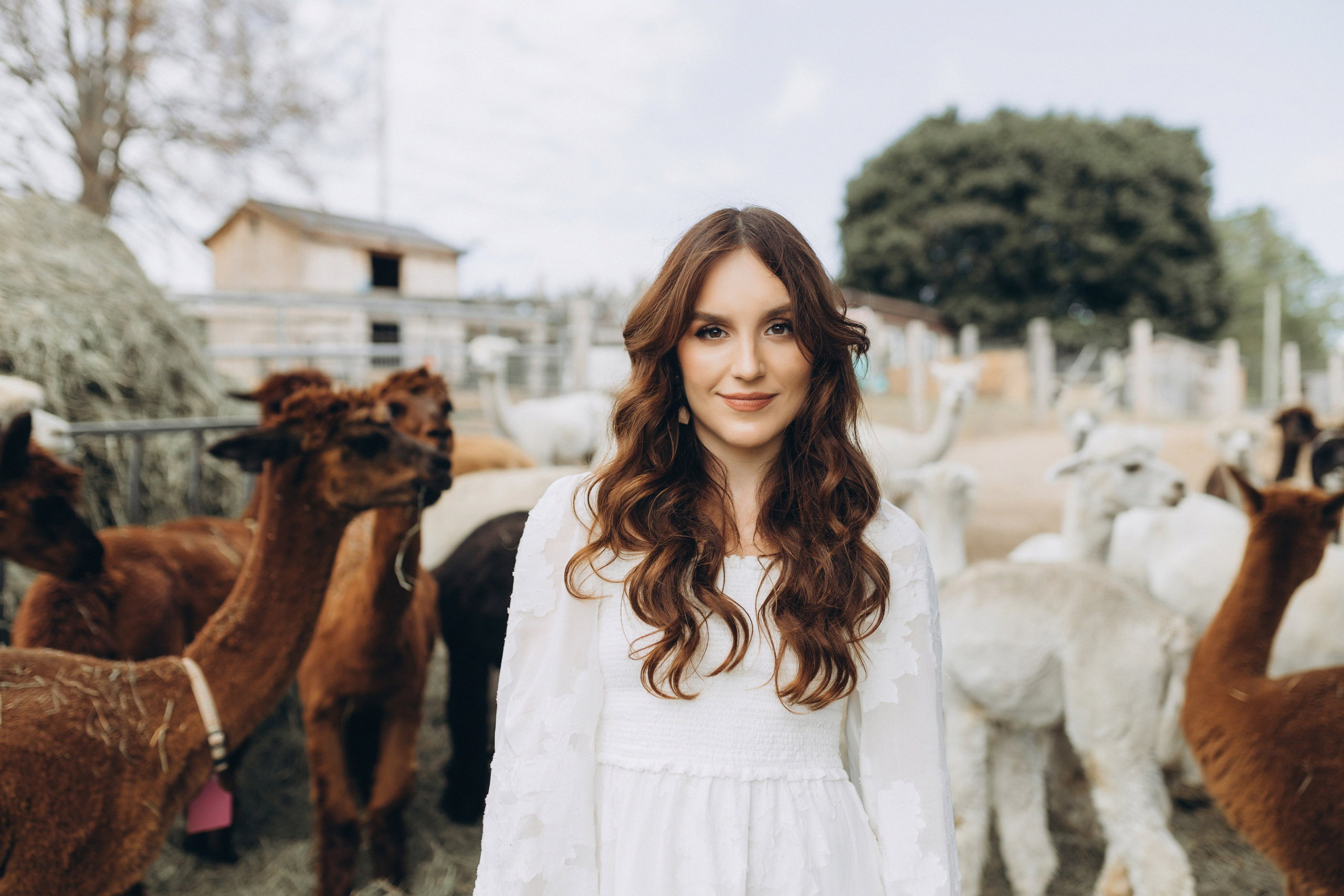Alpacas Farm. Chernenko.photography