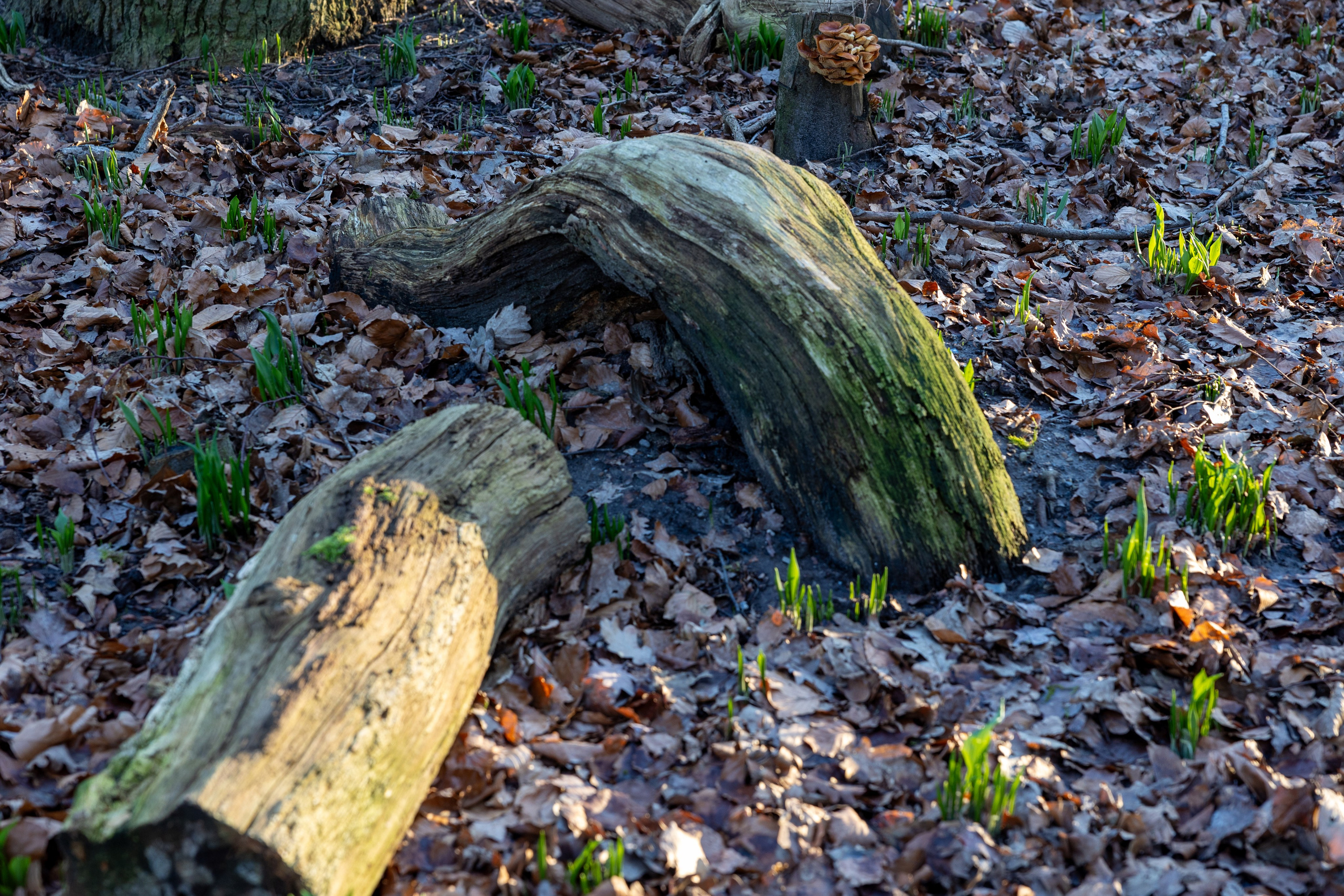 Forår. Fotograf Aarhus | Portrætfoto Århus | Flotte billeder