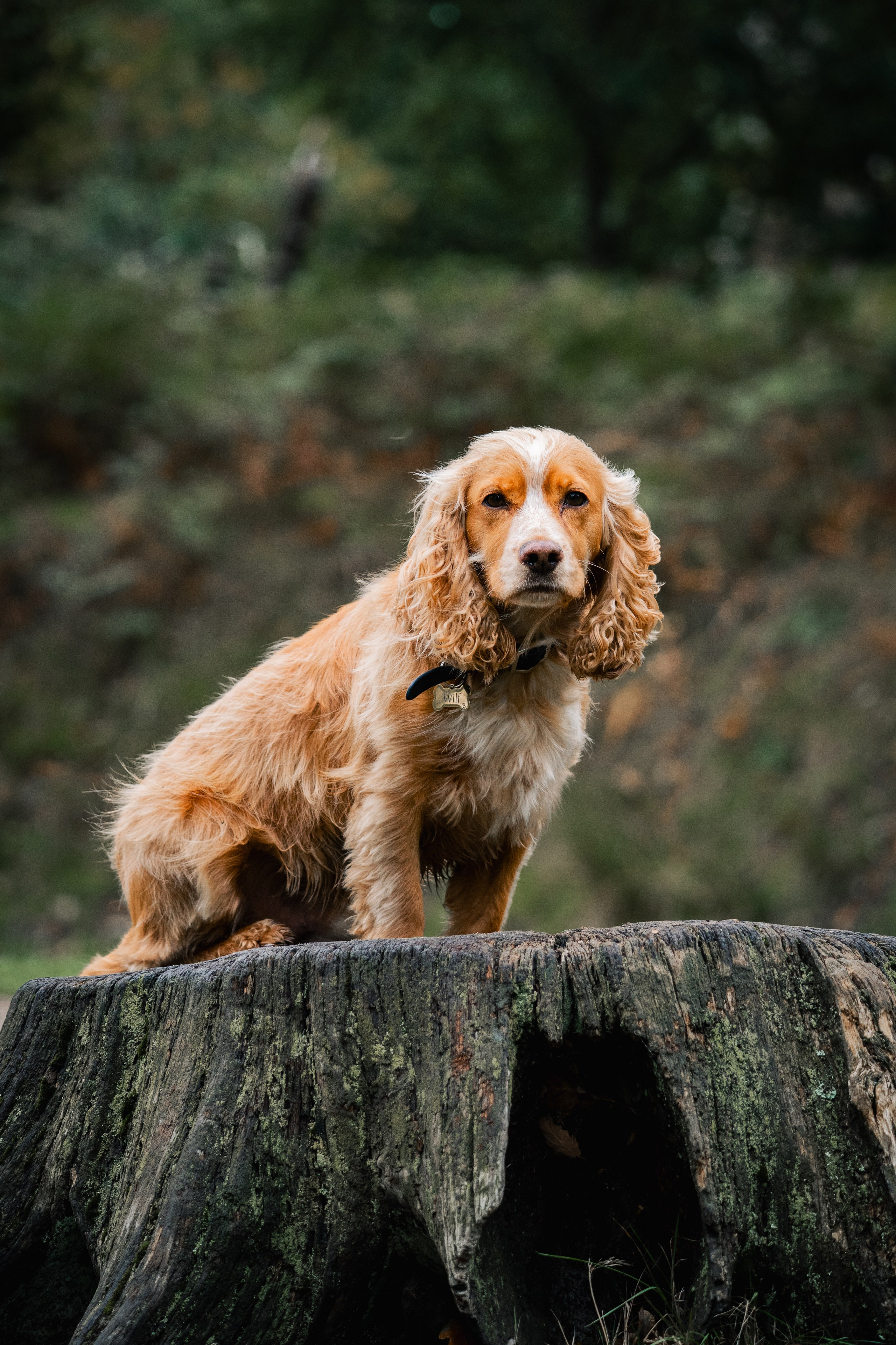 Pets. Ryan Hewitt Photographer