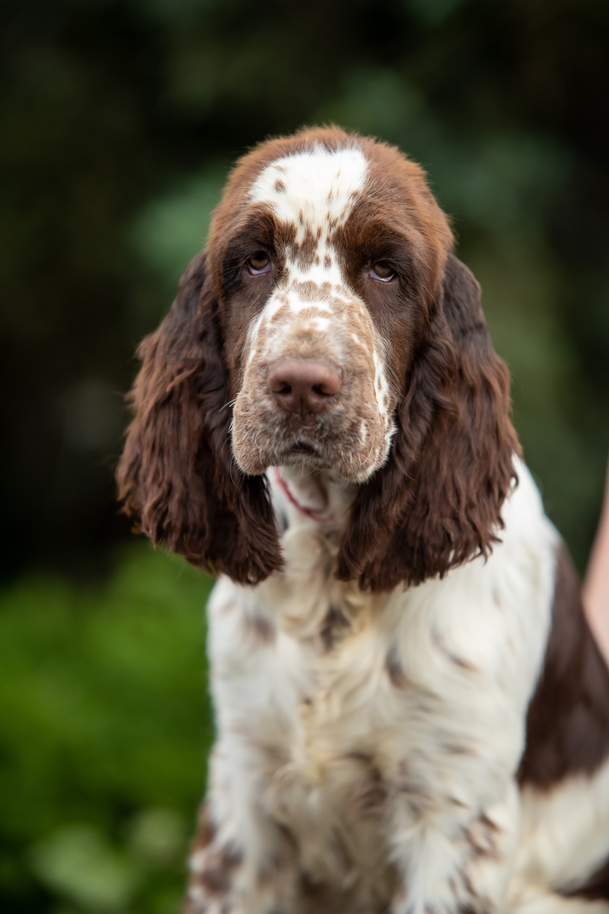 Female — Red collar ❤️. Website of the titled stud dog of the Springer Spaniel breed