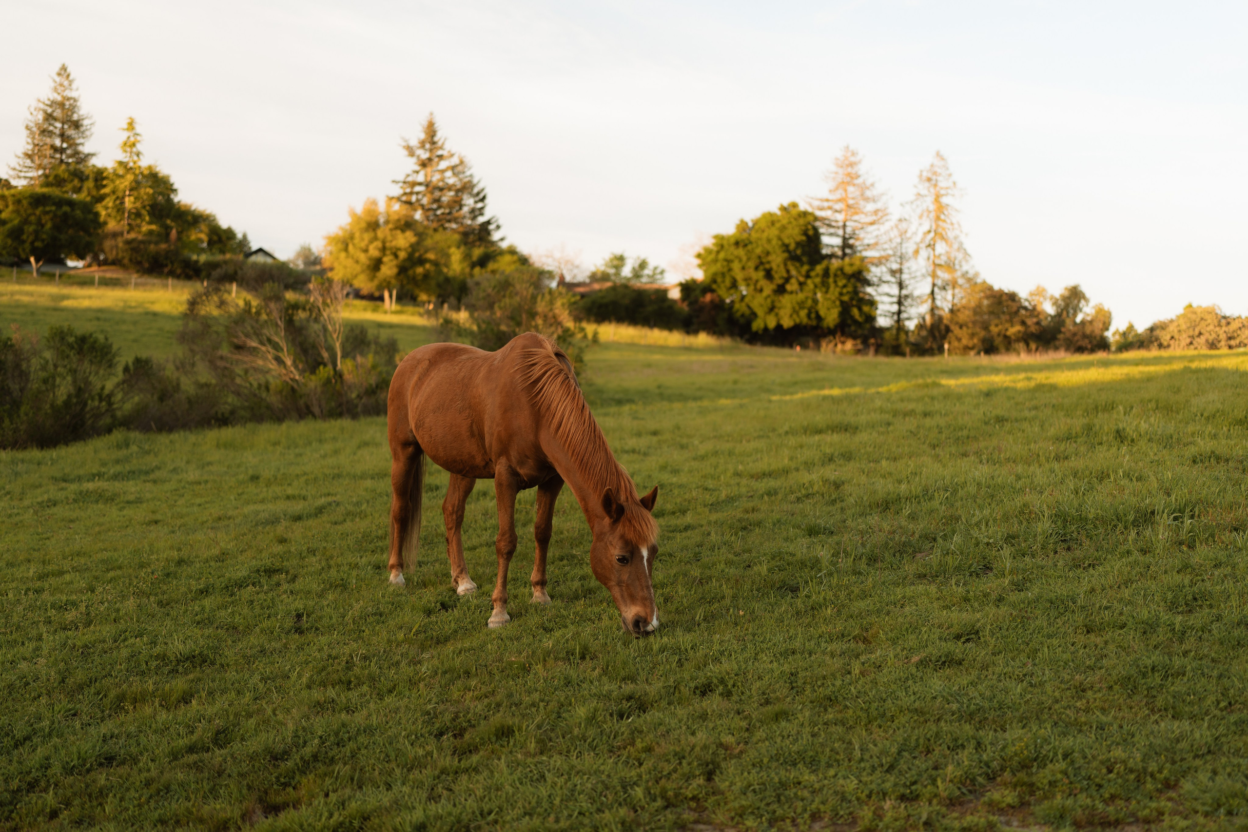 Bri’s Maternity Session. Soulo Photography | San Francisco Bay Area Based Photographer