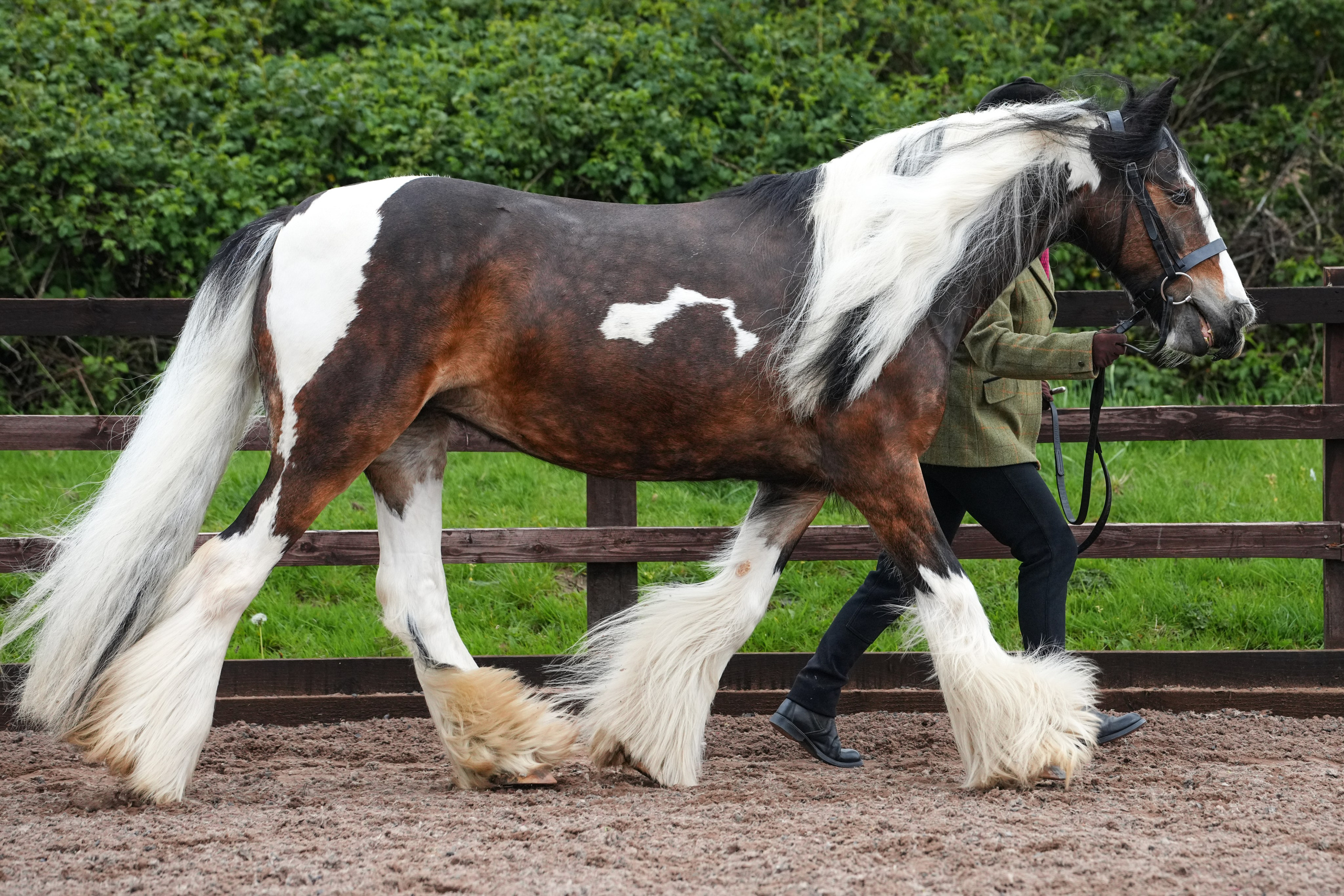 Showing. Leicestershire Equine Photography by El | Authentic Equine Portraits & Events