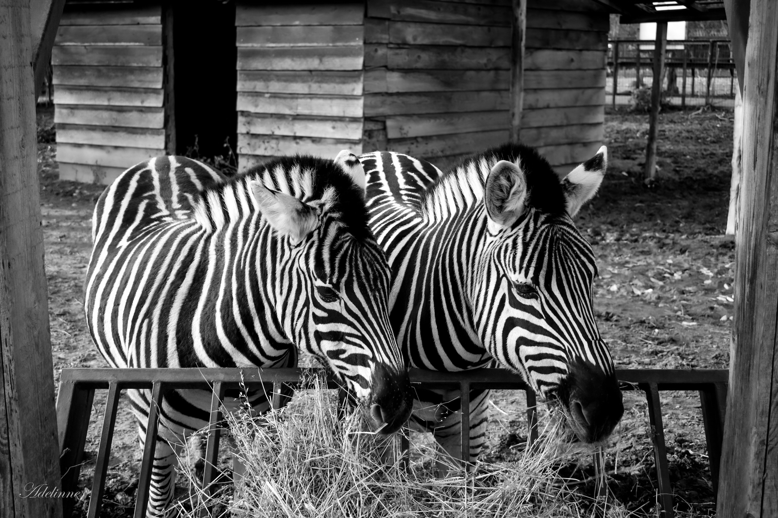 Nature❤️. Adelinne