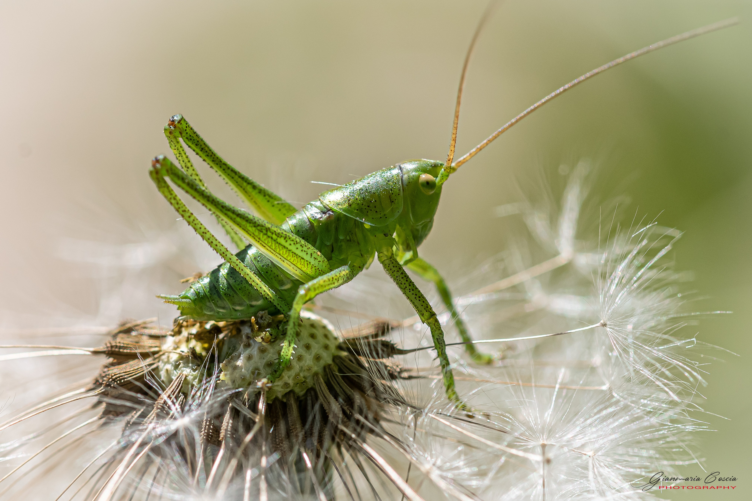 “Gianmaria Coscia fotografo per passione”
