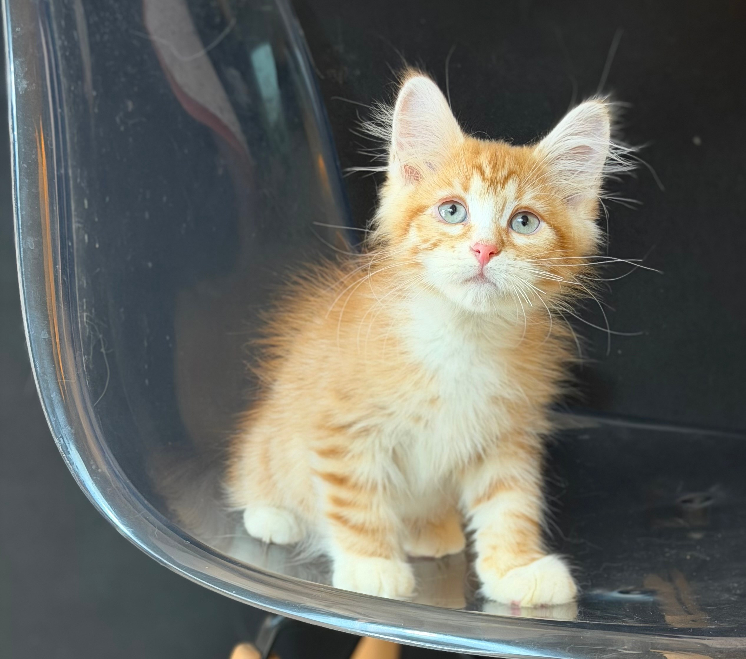 Available- Eli- Red Tabby Male
