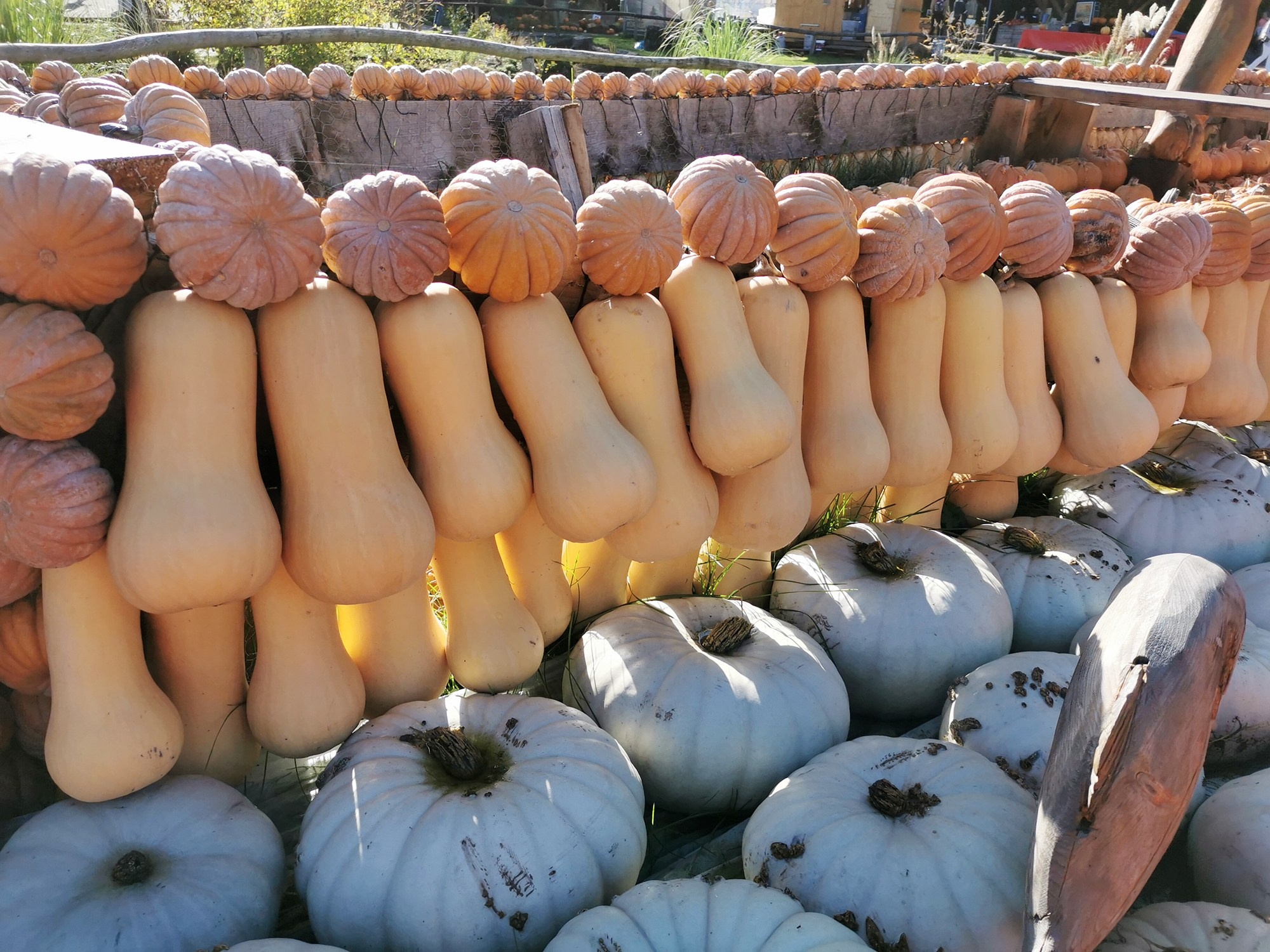 Фестиваль тыквы. Elina Reisen. Туристическое агентство в Аугсбурге