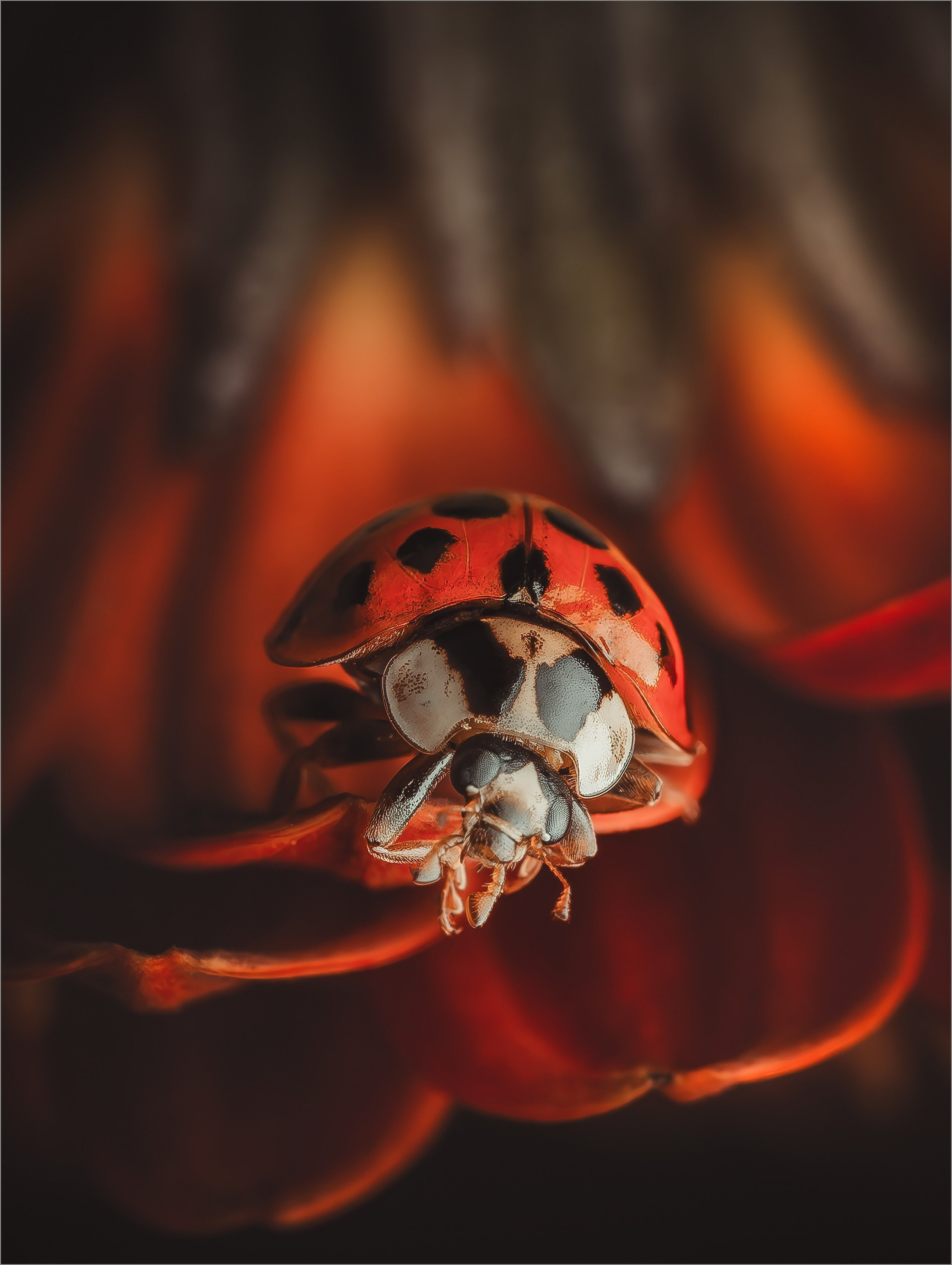 Portfolio. Creative Macro Photographer & Content Creator in Birmingham, UK — Lee Hall