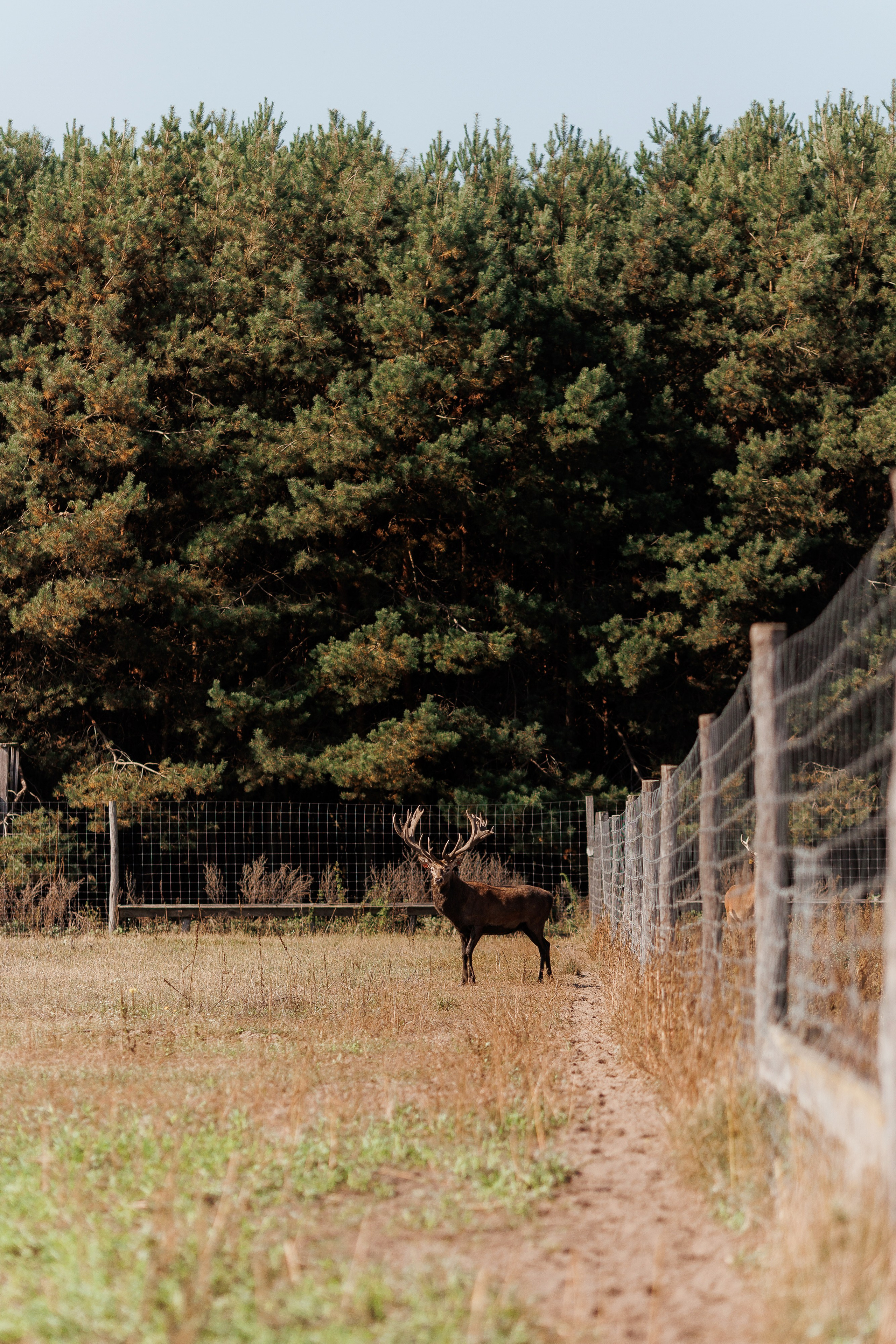 Екопарк Аміла. Ірина Терещук
