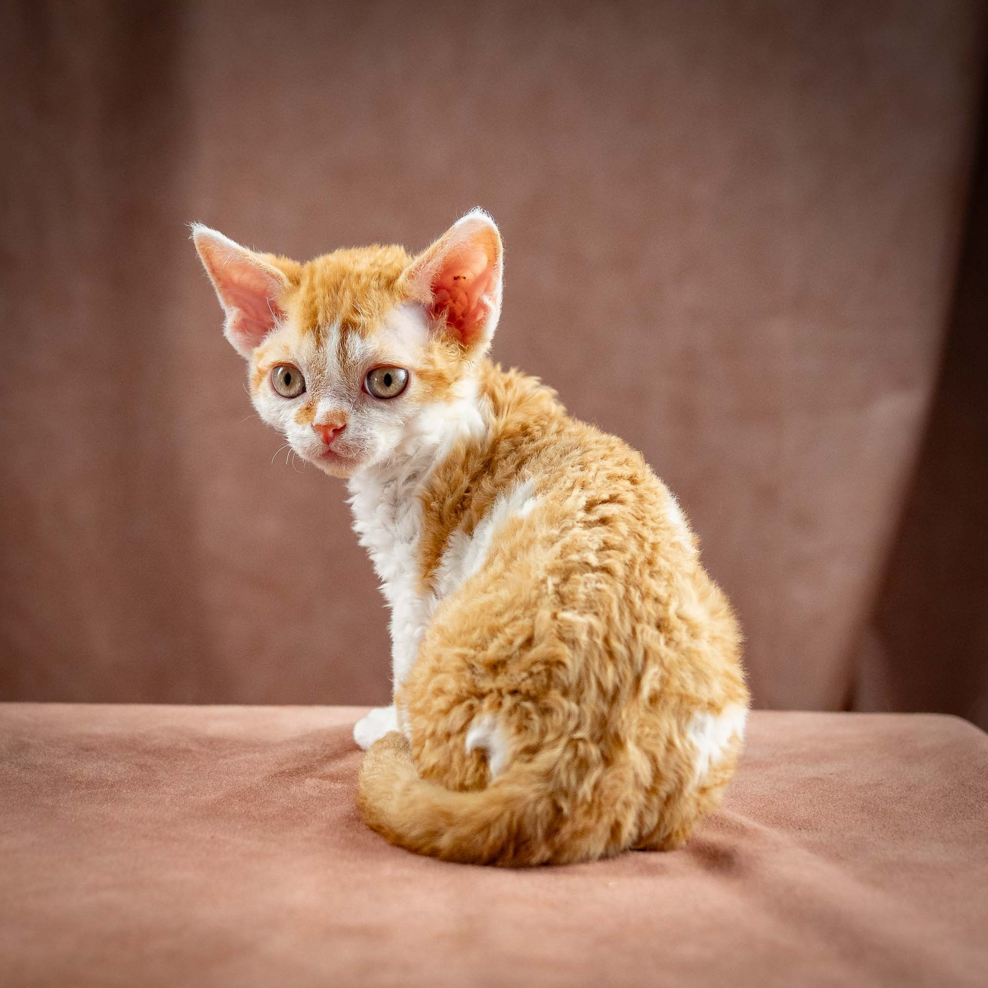 Gary,  boy, born on 01.18.25. Devon Rex Pixie Cattery