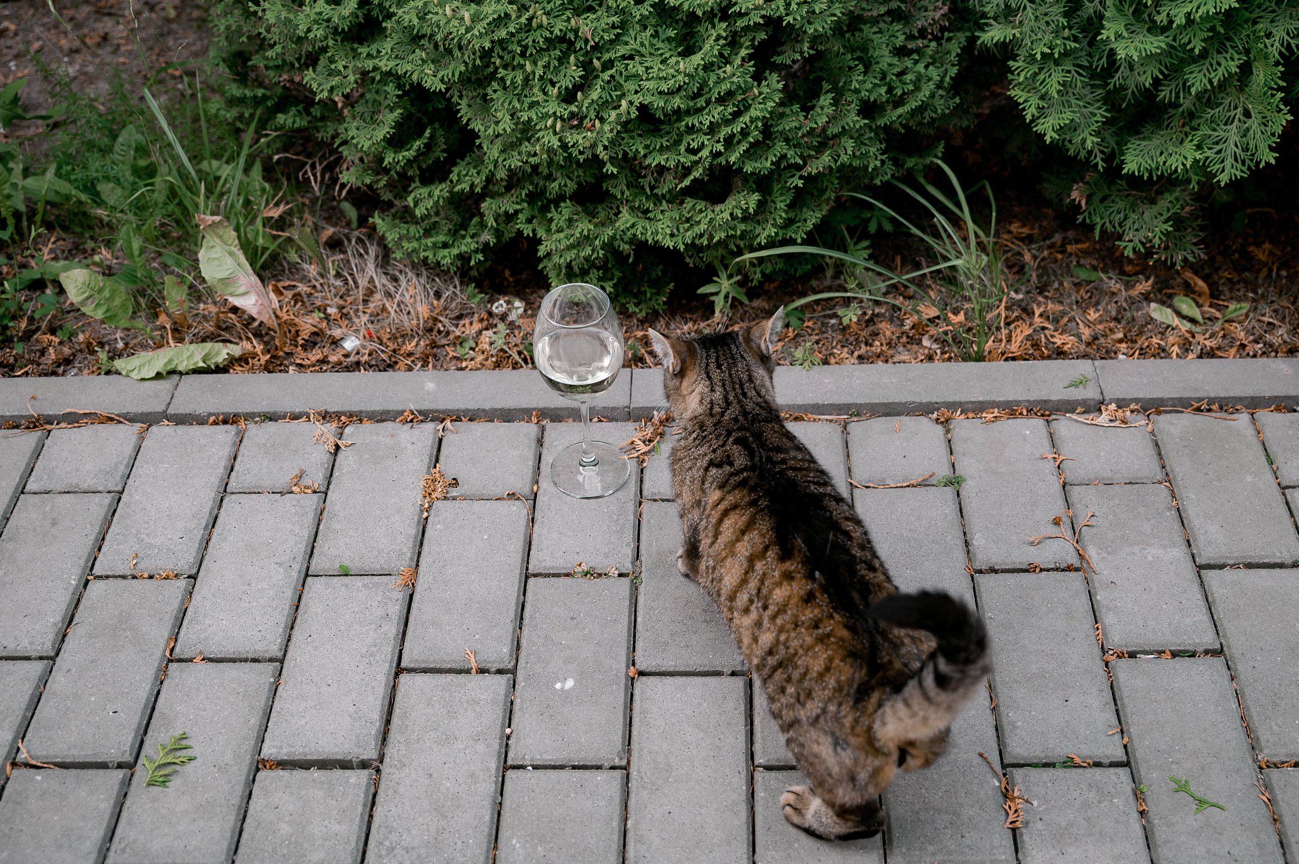 Рустам & Анастасия. Свадебный и семейный фотограф Екатерина Шестакова