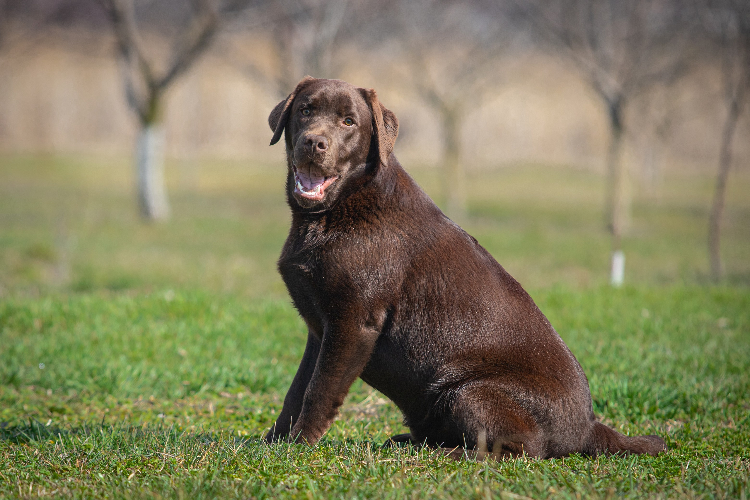 Шоколадний лабрадор ретривер