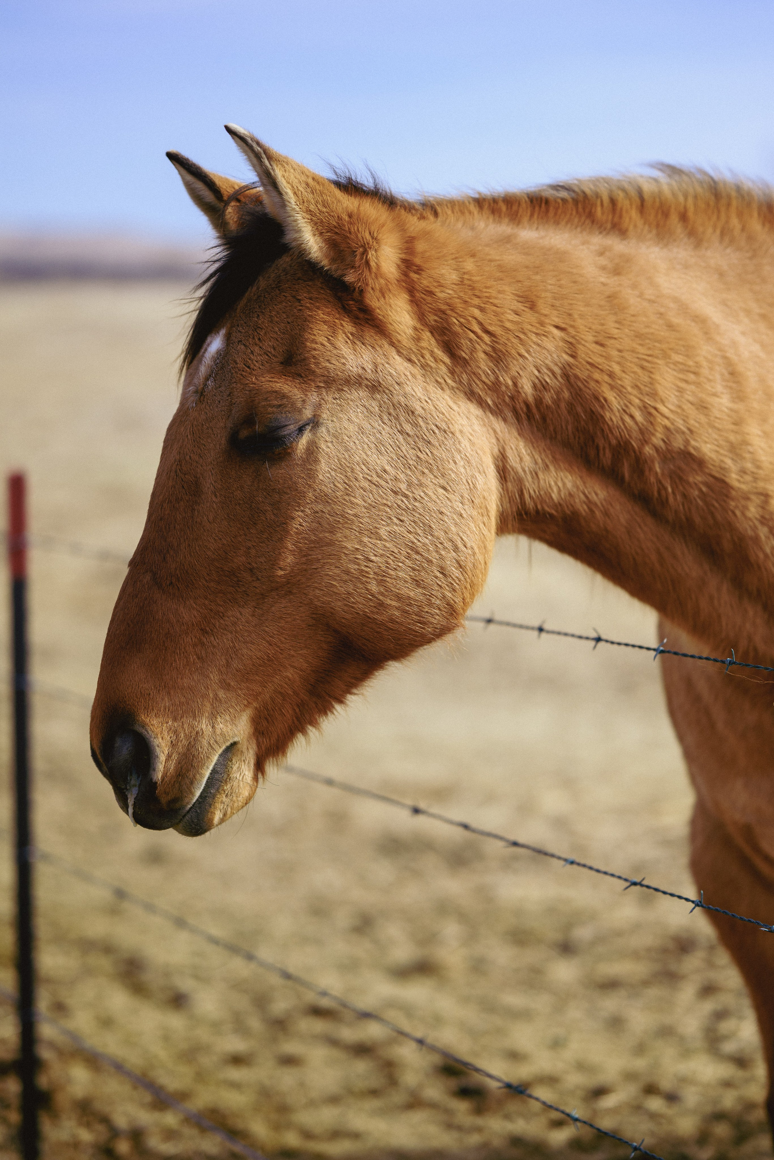 Farm animals. Victoria Lyubchenko — fine art photography in Bismarck, ND