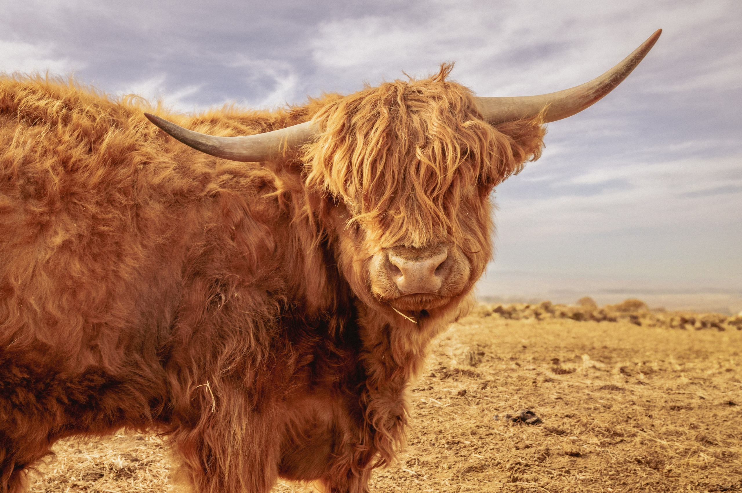 Farm animals. Victoria Lyubchenko — fine art photography in Bismarck, ND