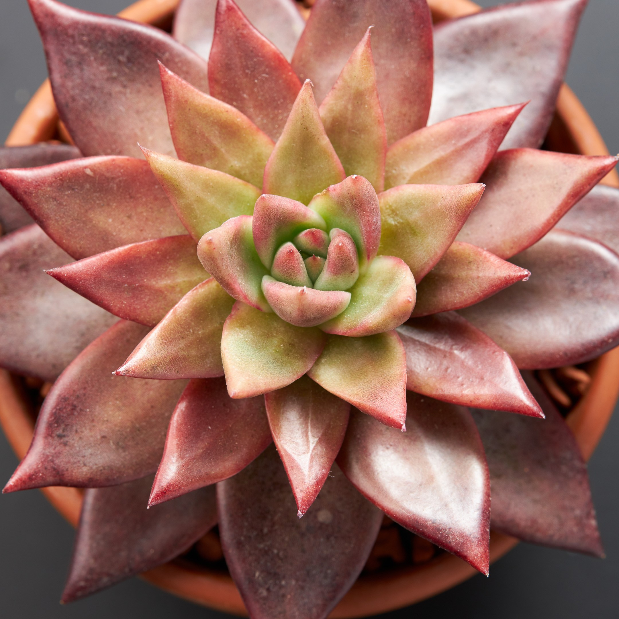 Decorative succulent top view - photographer Andrey Dunin