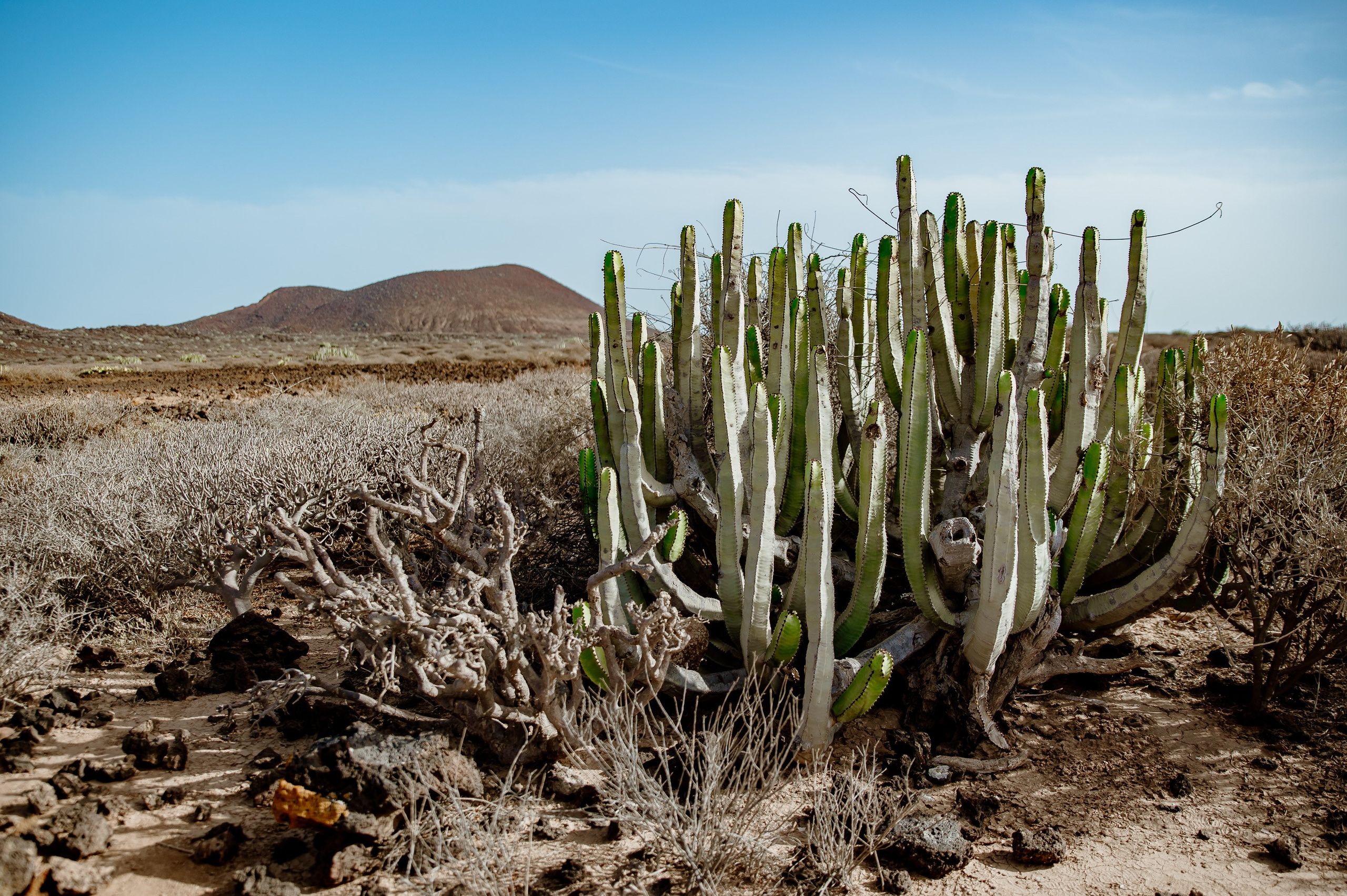 Tenerife. Bojana Žuža, photographer in Belgrade, Serbia