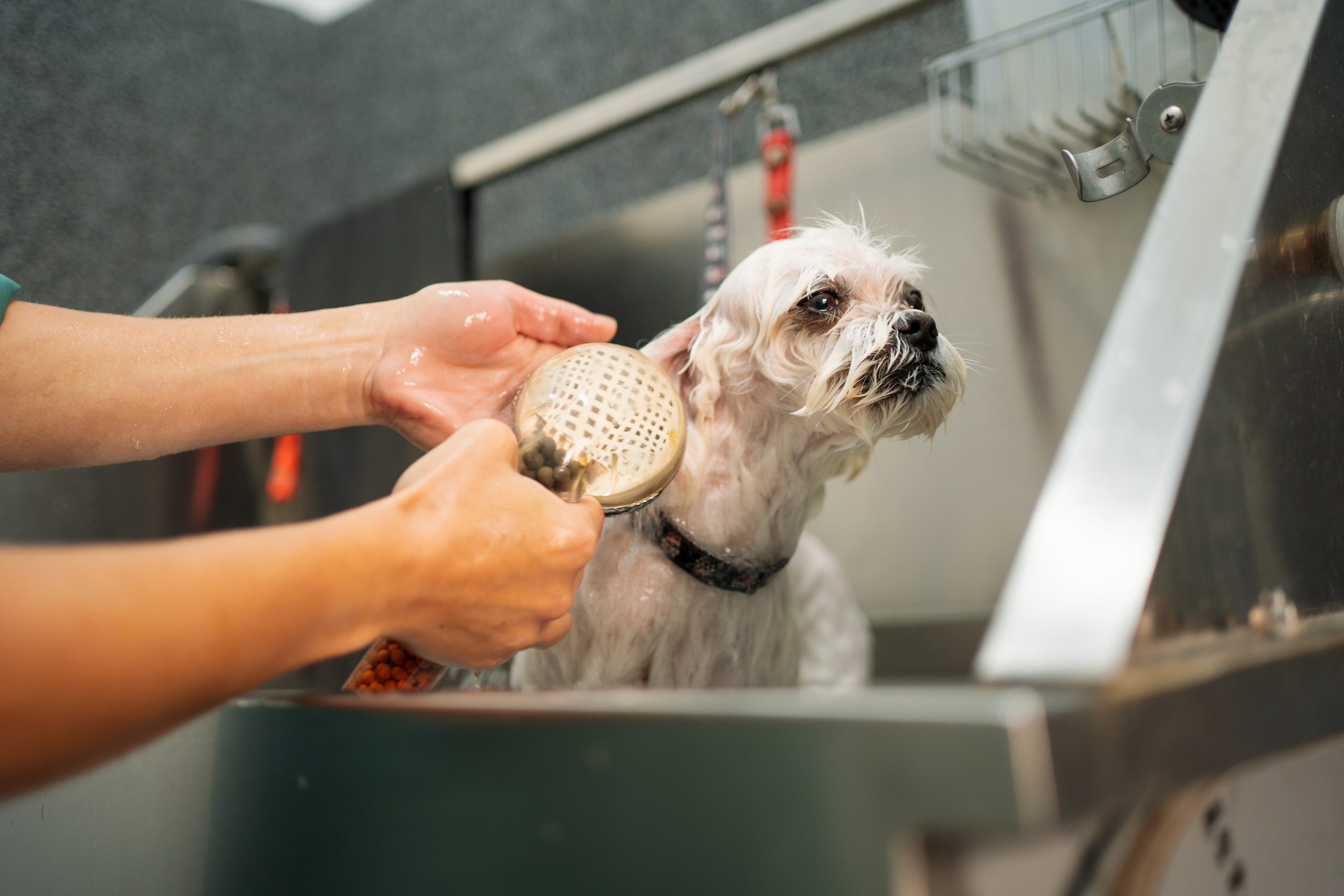 PetGroom Timisoara. Cozac Cristian Photographer