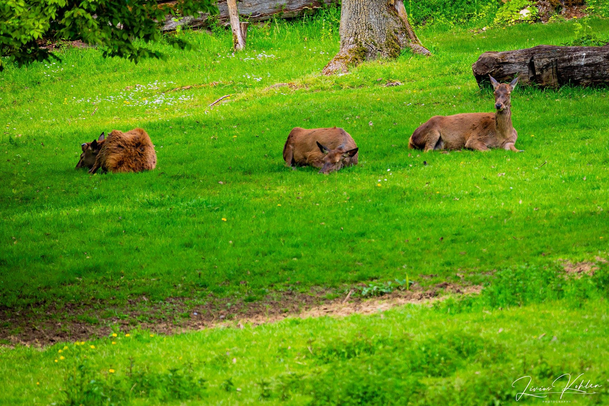 Wildpark Bad Mergentheim. FOTO KREATIV