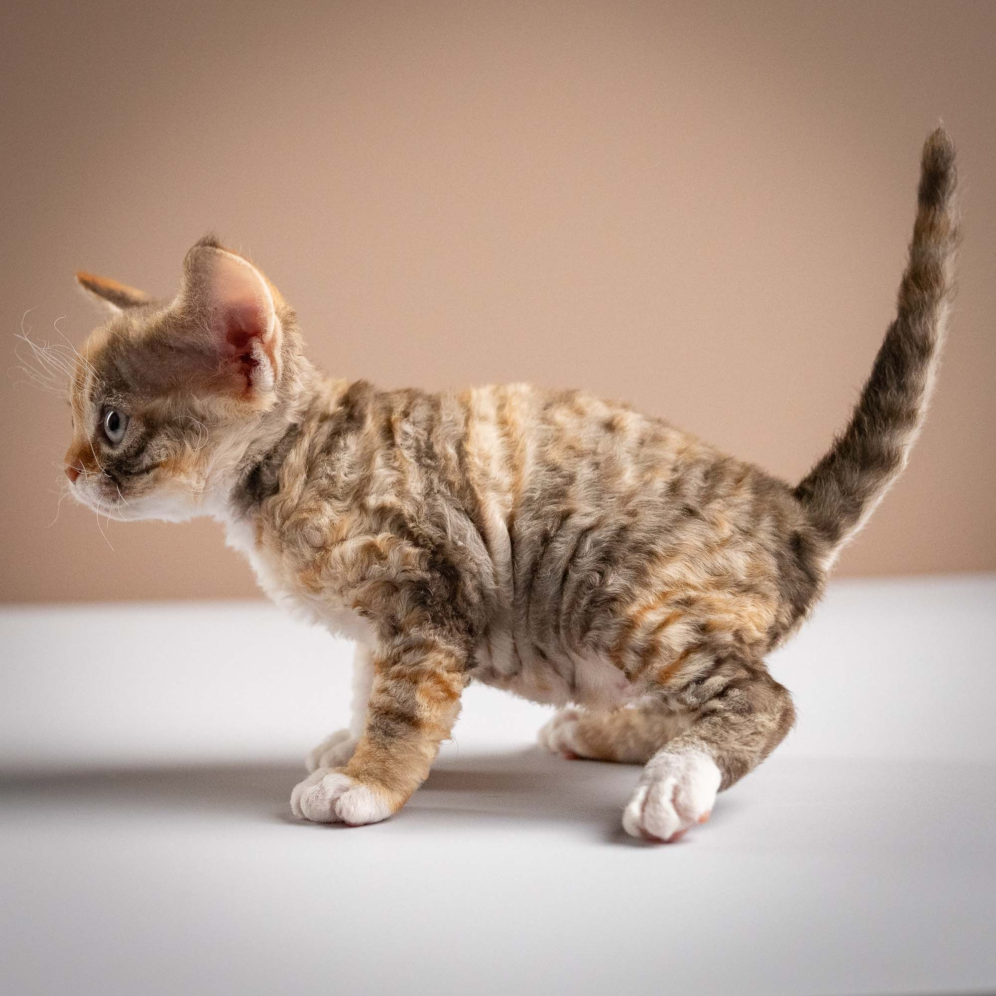 Oksana, girl, born 02.08.26. Devon Rex Pixie Cattery