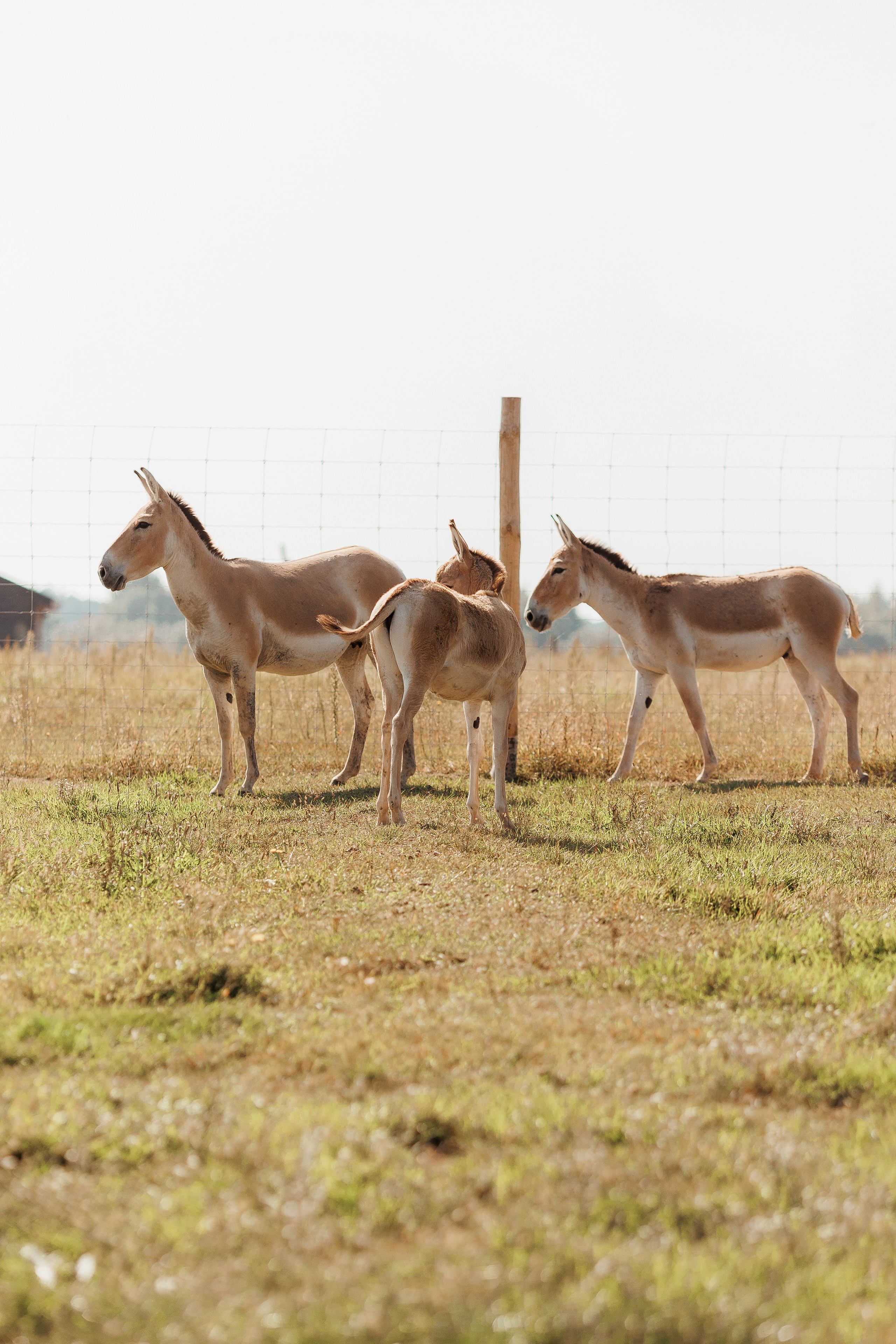Екопарк Аміла. Ірина Терещук