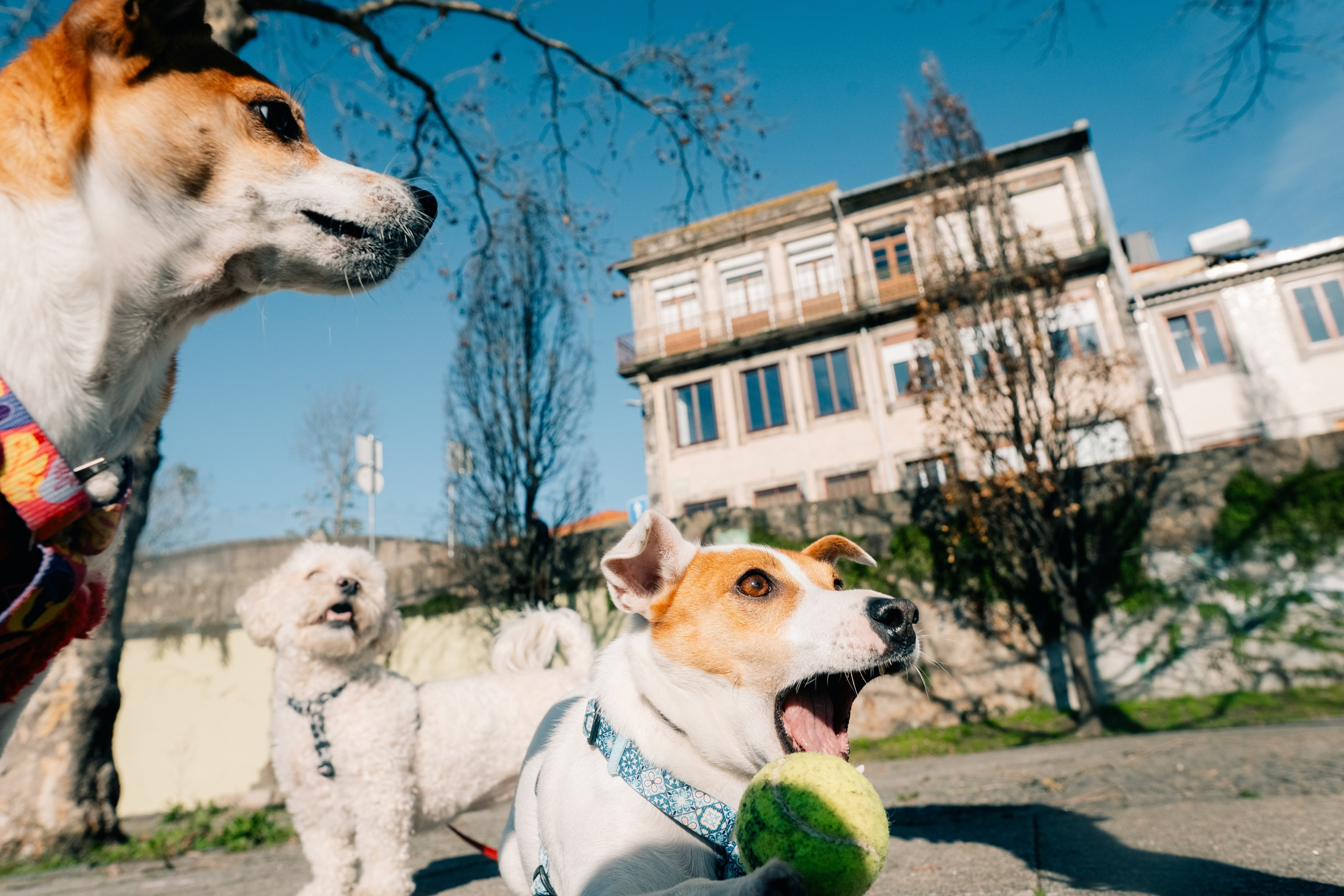 Yana & Doggos in Bonfim. Maria Sher. Professional photographer from Porto, Portugal
