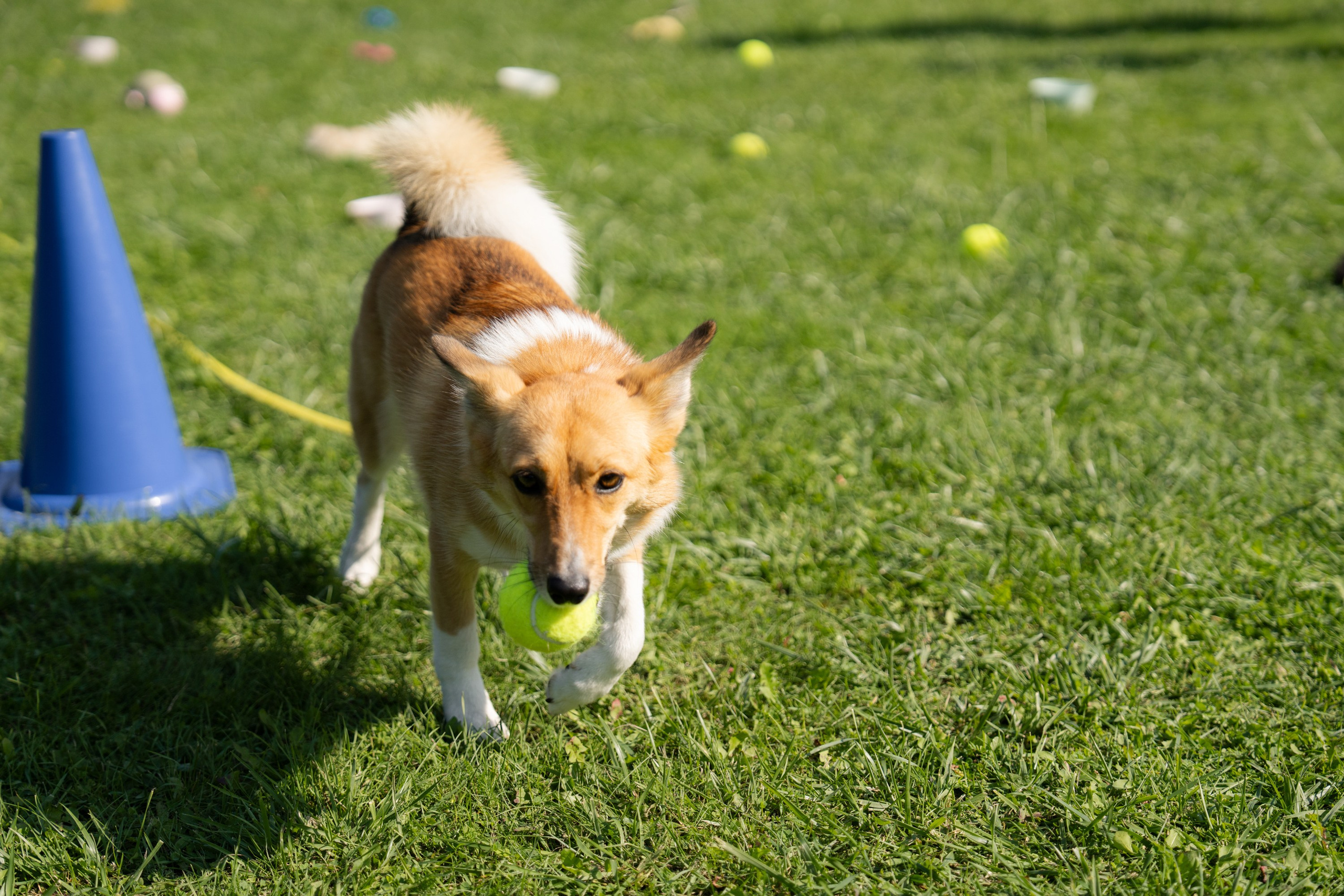 Heppi Dogo fest 2025. Vita Klimaševska ○ Fluffy Soulmate Photography