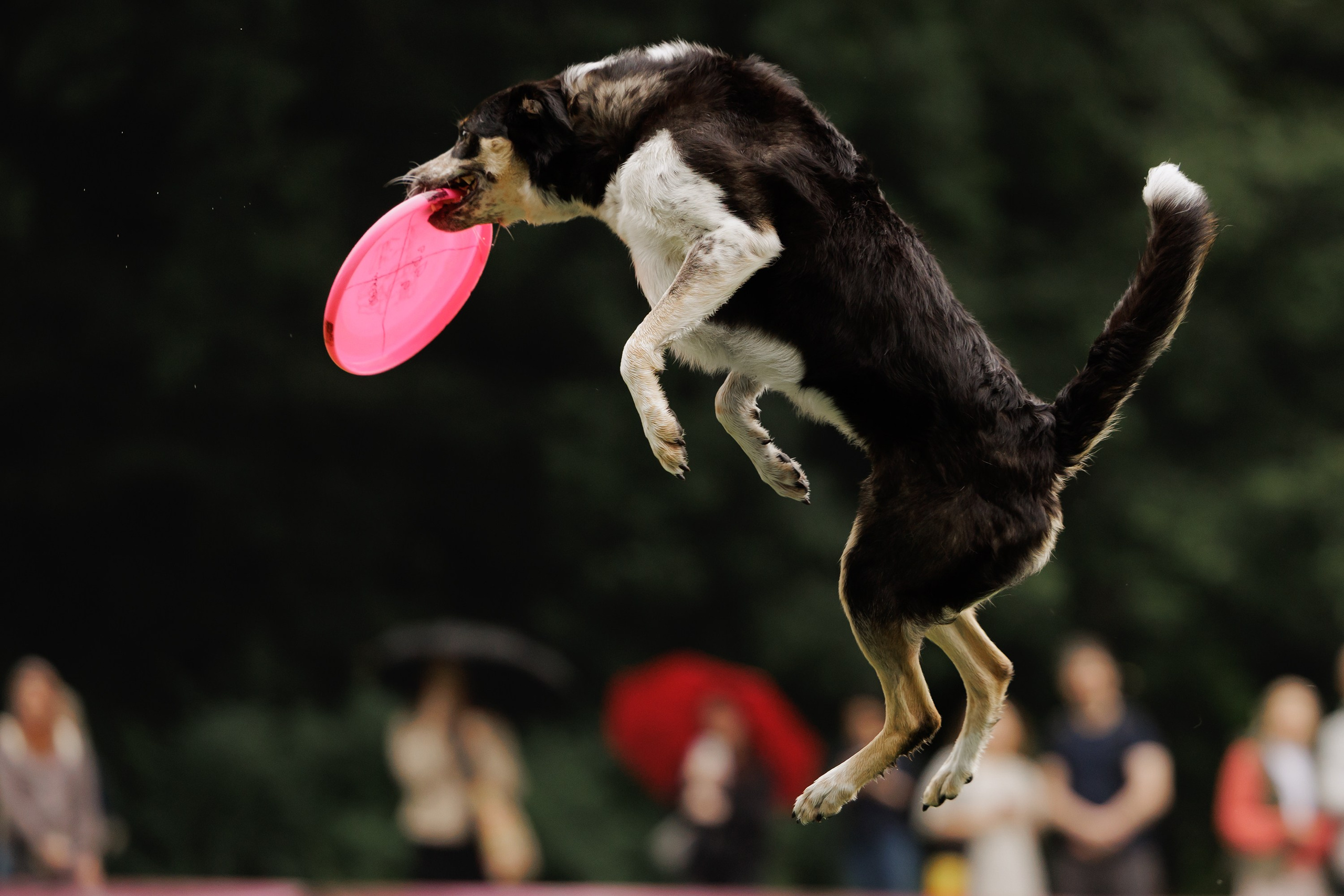 Latające psy, Wrocław'25. Kaja | fotograf psów we Wrocławiu