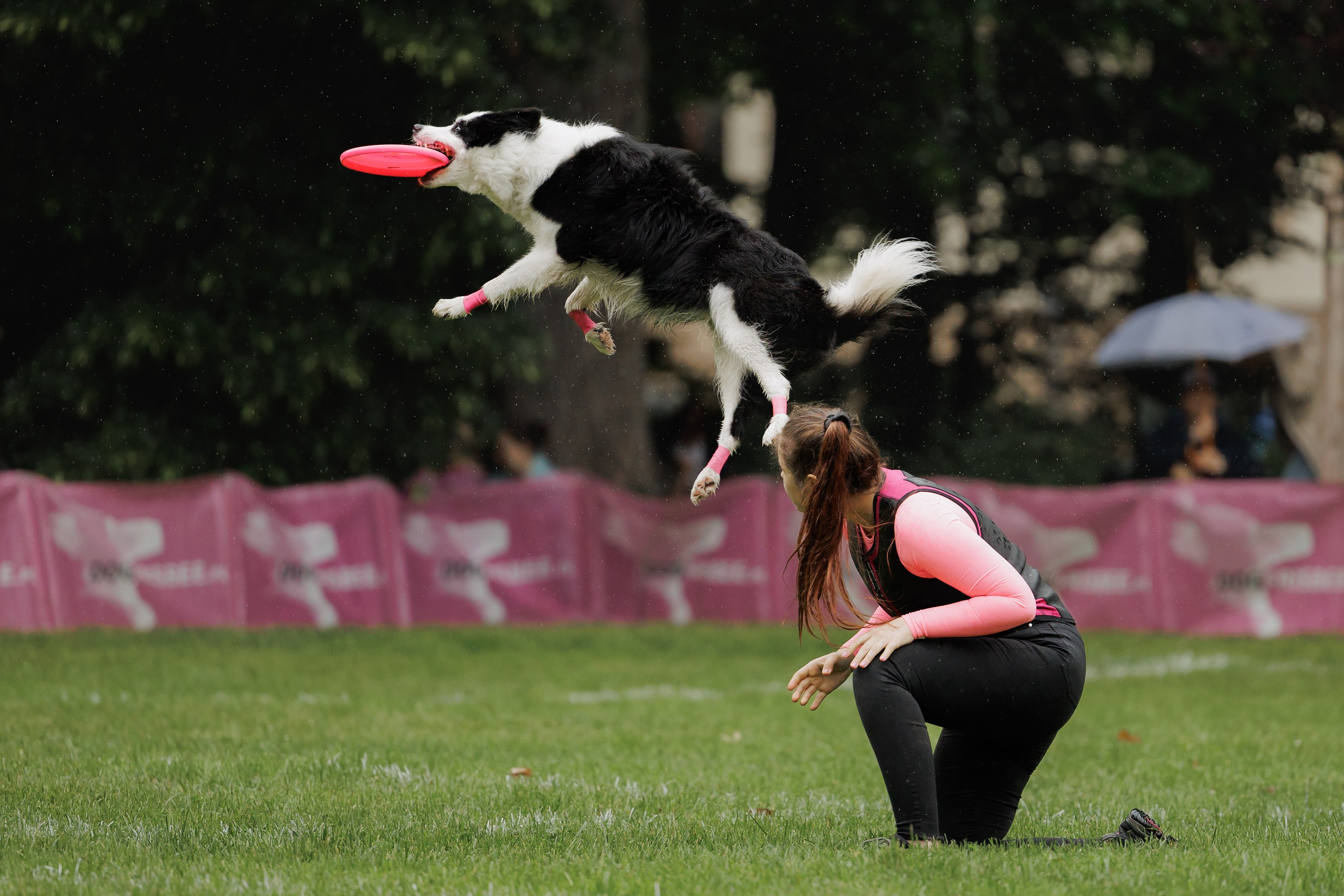 Latające psy, Wrocław'25. Kaja | fotograf psów we Wrocławiu