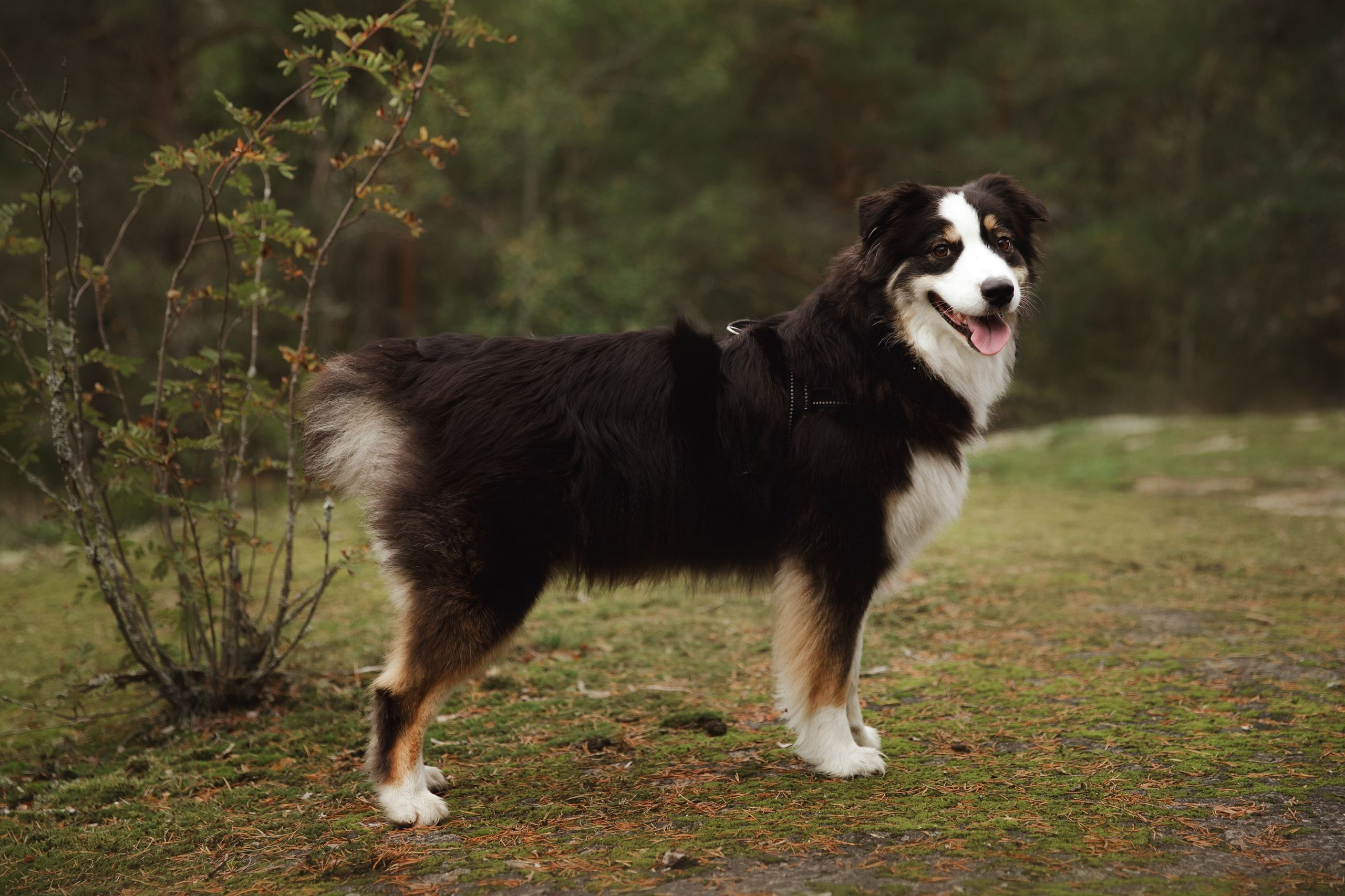 Finnish mossy hills. Kaja | fotograf psów we Wrocławiu