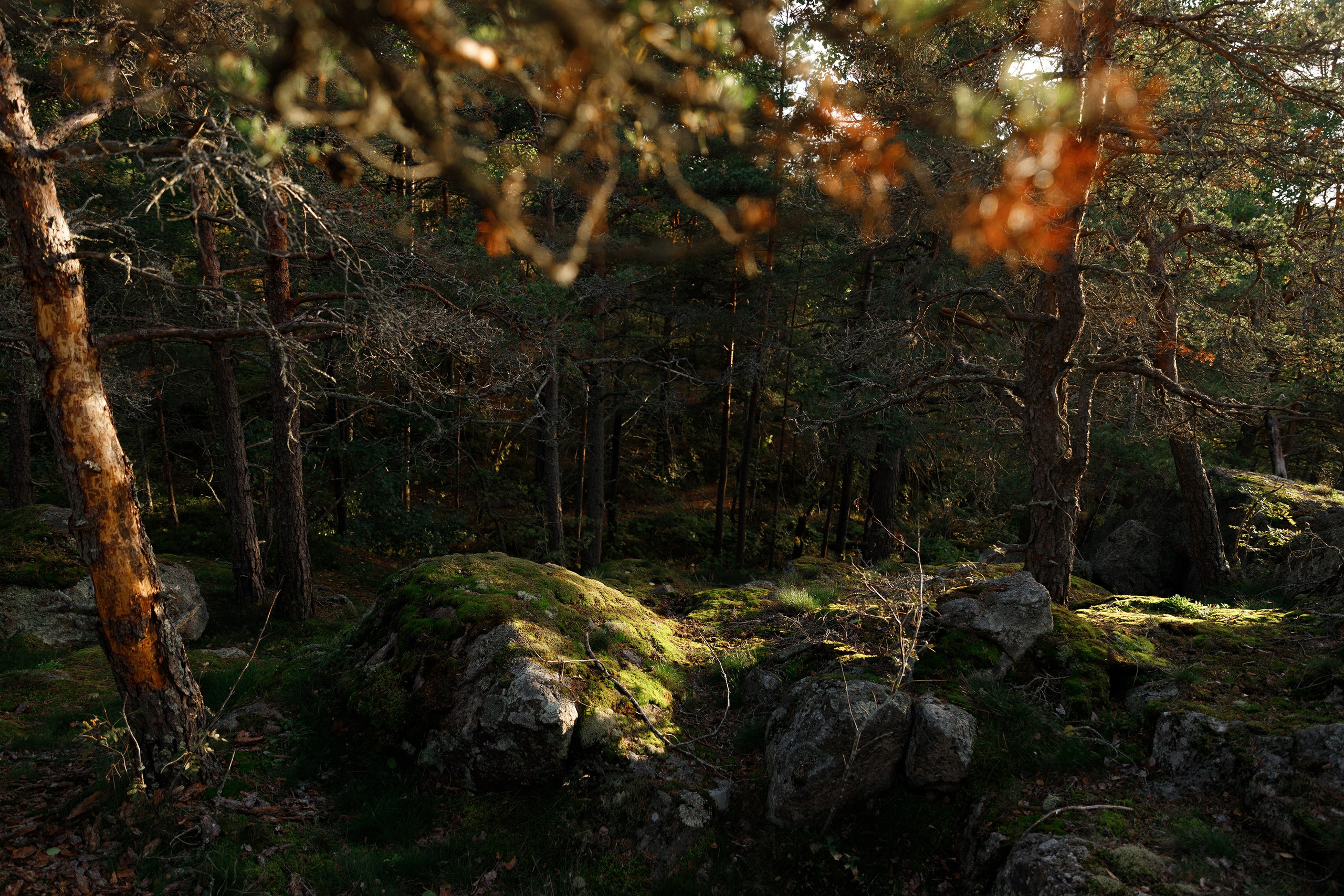 Turku. Kaja | fotograf psów we Wrocławiu