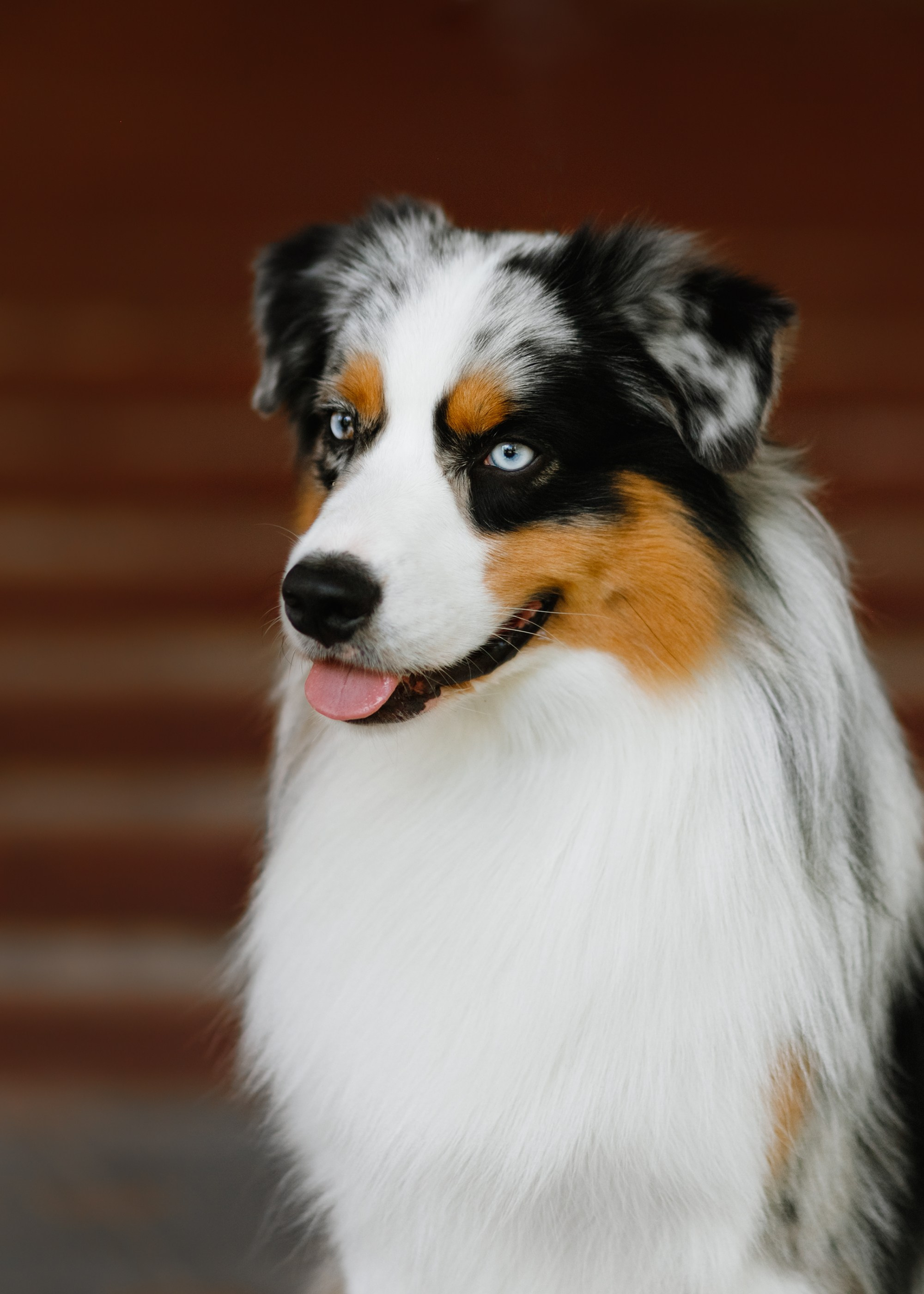 Dog shows | the best ones. Kaja | fotograf psów we Wrocławiu