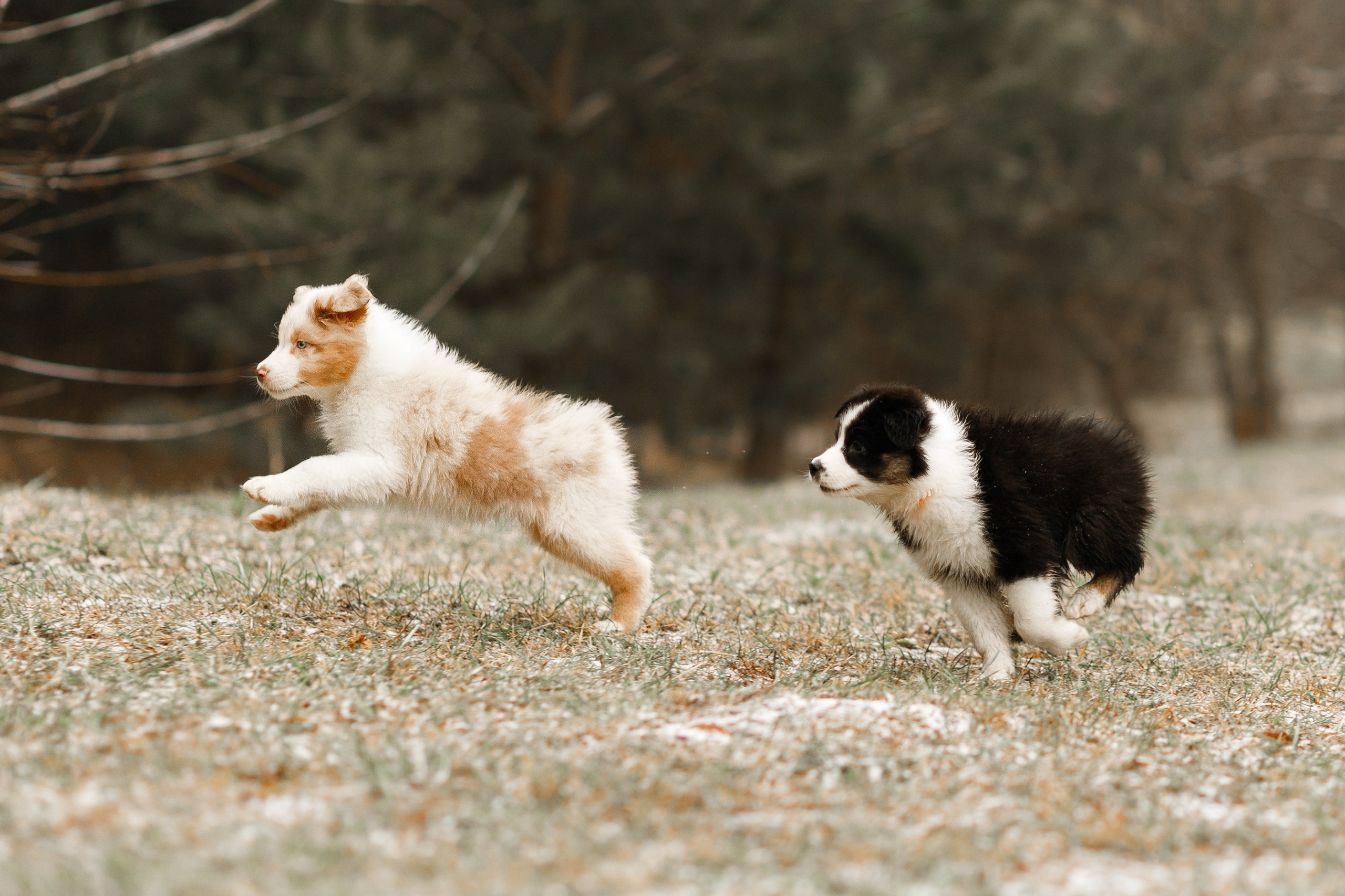 Pack of aussie puppies. Kaja | fotograf psów we Wrocławiu