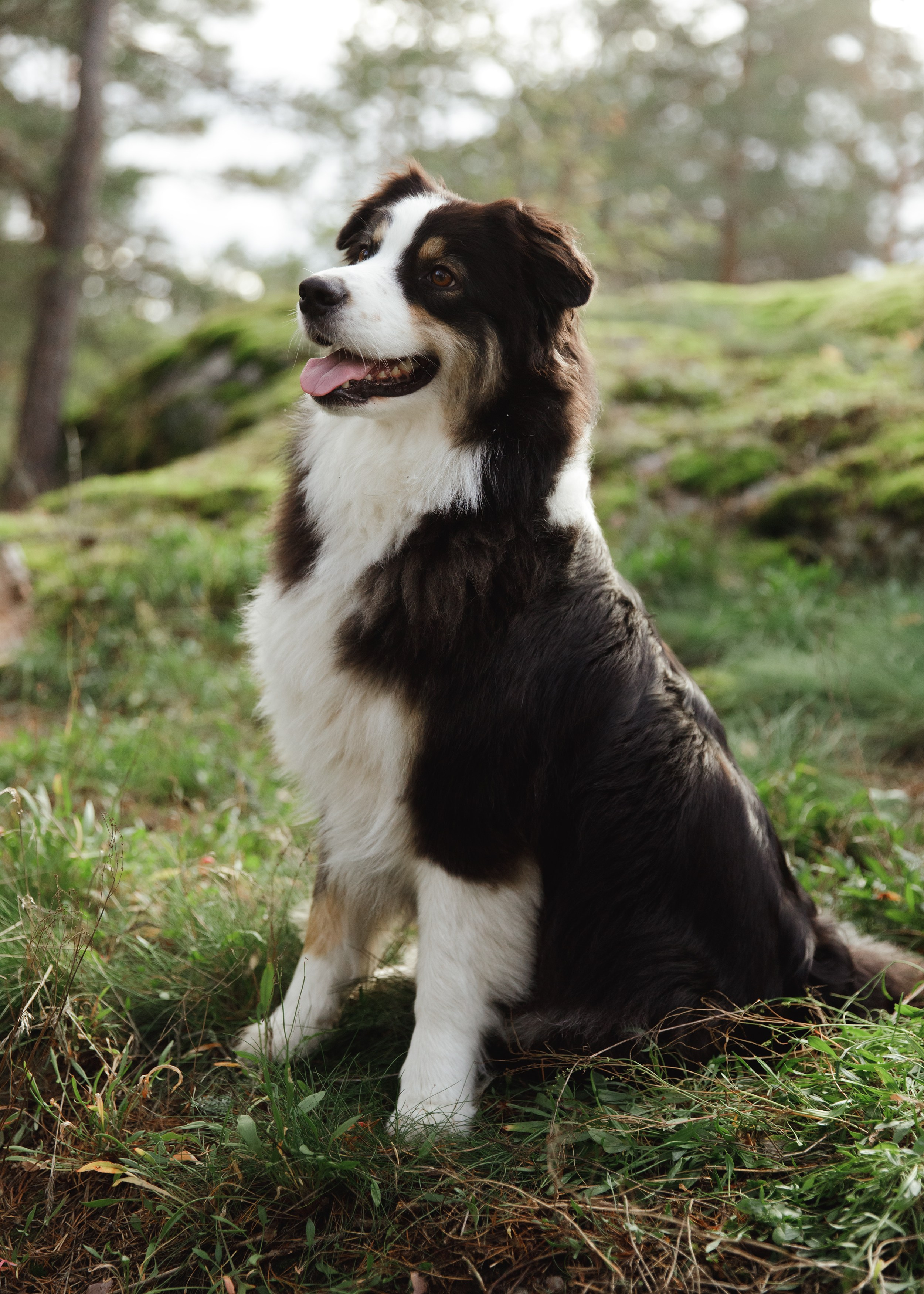Finnish mossy hills. Kaja | fotograf psów we Wrocławiu