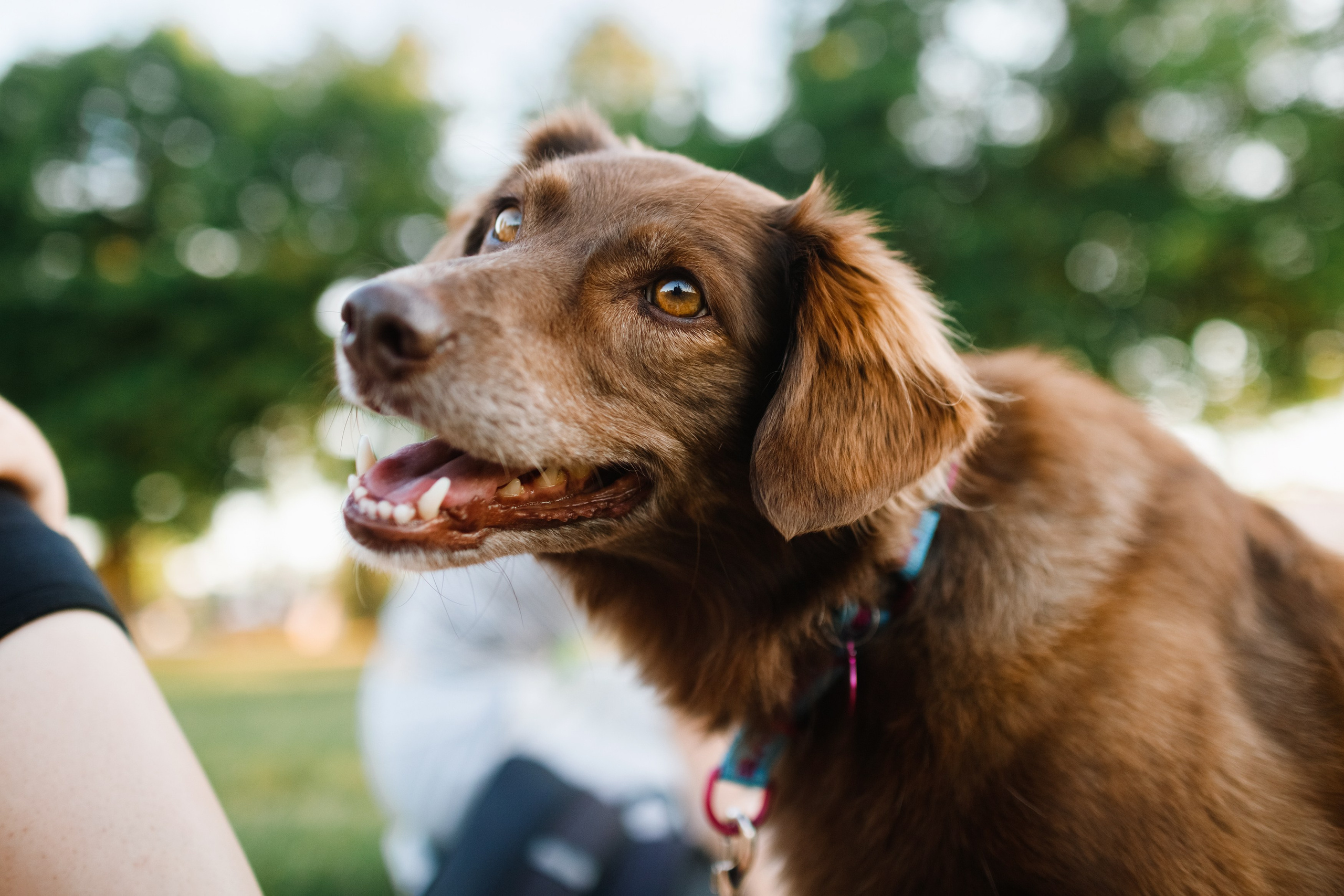Frisbee workshop of Darya Lukina. Kaja | fotograf we Wrocławiu | ludzie i psy